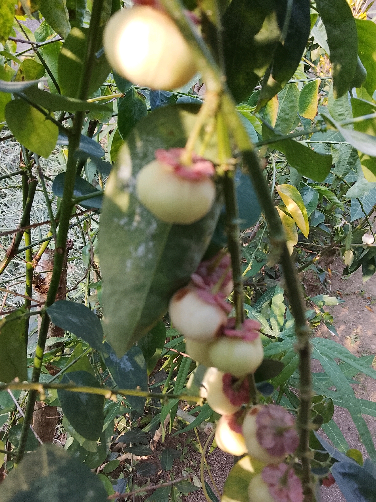 The image shows a close-up view of a cluster of young, light-colored fruits hanging from a tree branch. The fruits are round with a slightly pointed end, and some have purplish calyxes. They are surrounded by green leaves of varying sizes, some of which appear to have light-colored spots. The background is blurred, showing more foliage and what appears to be a dirt ground. The lighting suggests it is daytime, with sunlight creating bright highlights on some of the fruits. This scene is likely from a garden or orchard in Padang Dalom, Indonesia, where such fruit-bearing trees are common. No people or animals are visible in the image.