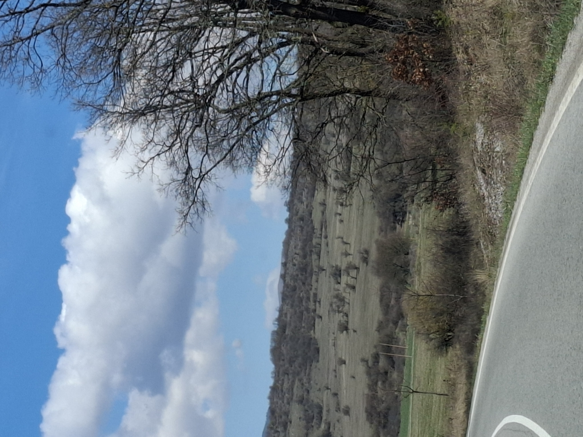 The image depicts a scene outside the city of Drenovo, Bulgaria. The foreground features a paved road curving towards the right, with a white painted line marking the edge. Adjacent to the road is a grassy verge with shrubs and sparse vegetation transitioning into a forest on the right side of the frame. In the distance, a hillside rises gently, covered with sparse trees and grassland. Above, the sky is visible with patches of blue interspersed with white cumulus clouds. A bare tree branch extends into the upper left corner of the frame, partially obscuring the sky. No people or animals are visible. The overall impression is of a rural landscape in early spring or late autumn.