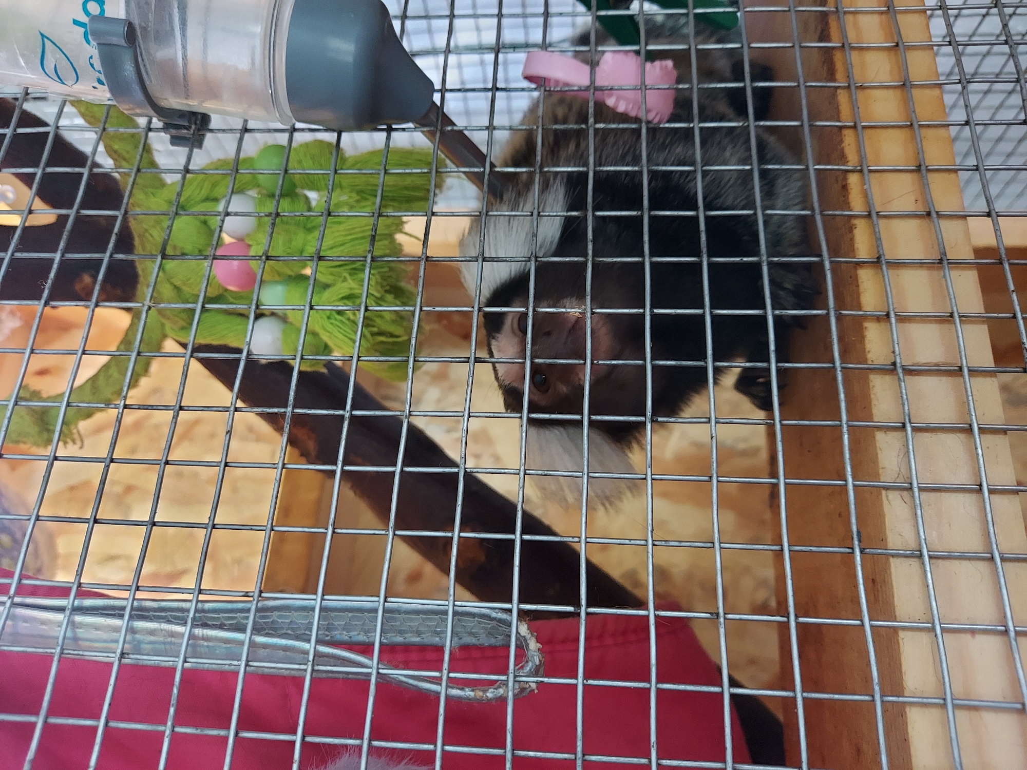 A white-fronted marmoset is visible in a wire cage. The marmoset has a dark grey and white mottled fur pattern and is looking directly at the camera. A pink plastic bow is attached to its left ear. In the background, there is a green rope toy with pink and white pom-poms and a water dispenser attached to the cage. The cage floor appears to be made of wood. The image was taken in an unknown location.