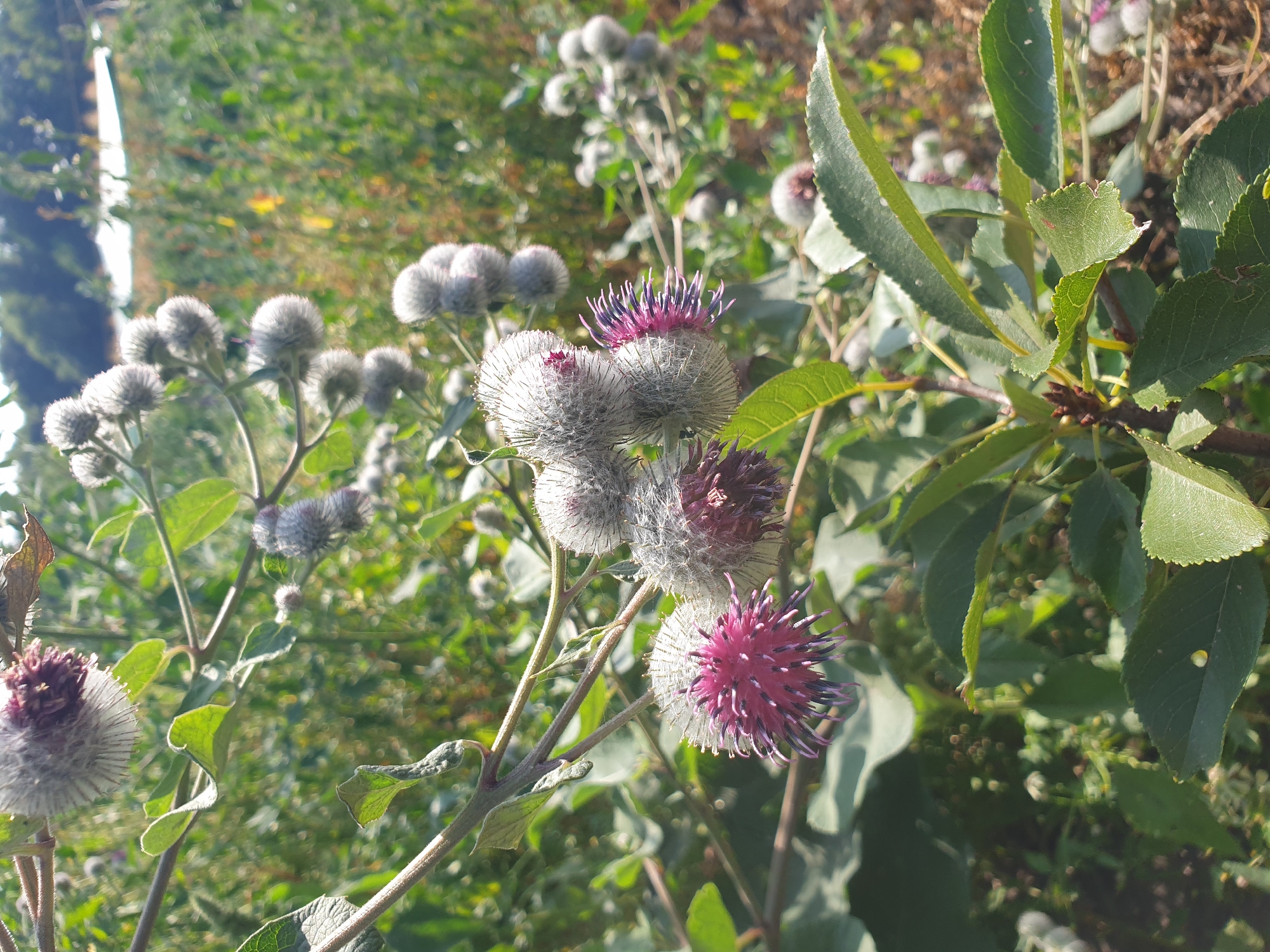 In Lozovyi Yar, Ukraine, a close-up, eye-level shot captures burdock plants under bright daylight. The foreground is dominated by the spiky, unopened flower heads of several burdock plants, some with vibrant purple tips emerging from fuzzy gray casings. Green leaves, some with serrated edges, are interspersed among the burrs. The background is a soft blur of green foliage and dry grasses, with a hint of a distant wooded area and a man-made structure, possibly a roof, visible under a clear sky. The scene is natural and unpopulated.