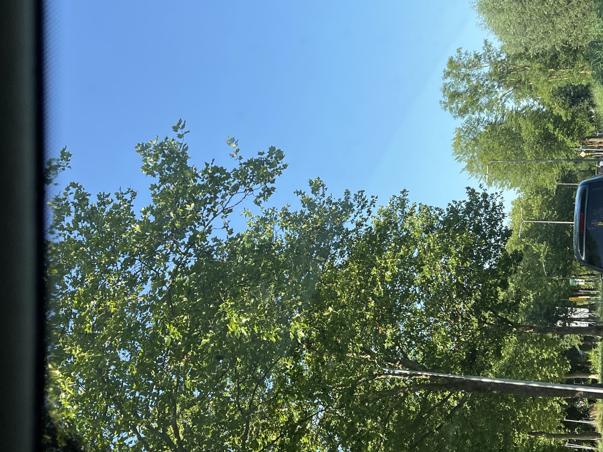 A medium shot captures a bright, sunny day in an outdoor urban setting. The perspective is from inside a vehicle looking out through the windshield. Lush green trees with dense foliage dominate the left side of the frame, with their branches extending towards the clear blue sky. To the right, the sky continues, with the tops of more trees visible along the horizon. In the foreground, the dark roof and rear of a car are visible, partially obscuring the road ahead. The road is lined with more trees and streetlights. The overall impression is one of a pleasant, green, and sunny day.