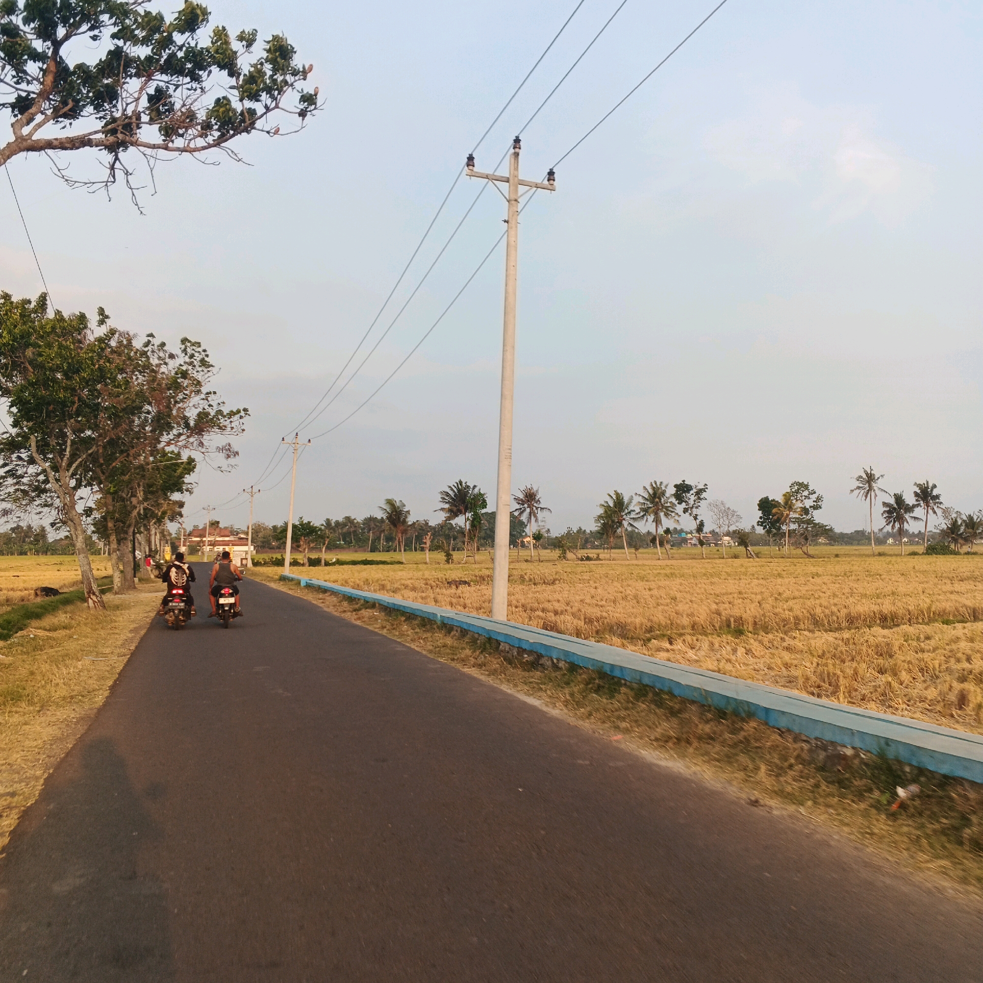 Two individuals are riding motorcycles on a paved road in Gentasari, Indonesia. The road is flanked by a dry, golden field of harvested rice stalks on the right and trees and more vegetation on the left. A light blue and white barrier runs along the edge of the field. Overhead, power lines stretch across the sky, supported by a concrete utility pole. The sky is a pale blue with a few wispy clouds, indicating it is likely late afternoon or early morning. In the distance, houses and more palm trees are visible. The overall scene depicts a rural landscape.