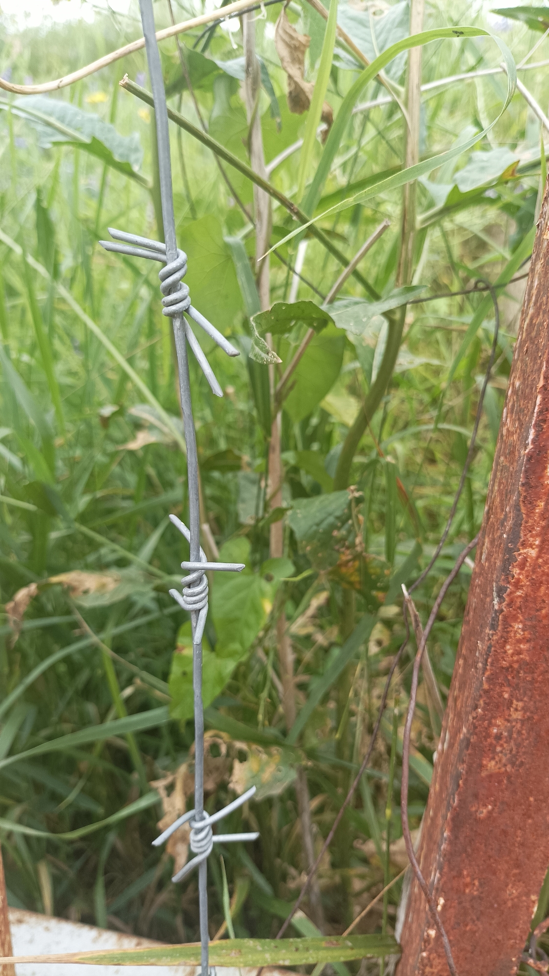 The image displays a close-up view of barbed wire, with several sharp points twisted around a vertical strand. The barbed wire is silver-colored and appears to be moderately weathered. In the background, lush green foliage, including grass and broader leaves, creates a dense, natural setting. A rusty metal post is visible on the right side of the frame, indicating a fence or boundary. The scene suggests an outdoor environment, possibly in a rural or overgrown urban area. The overall lighting is natural and diffused, consistent with an overcast day or the shade of foliage. There are no people or animals visible in the image. The context of Vanadzor, Armenia, is not visually discernible from the image itself, as the elements depicted are universal to many outdoor locations.