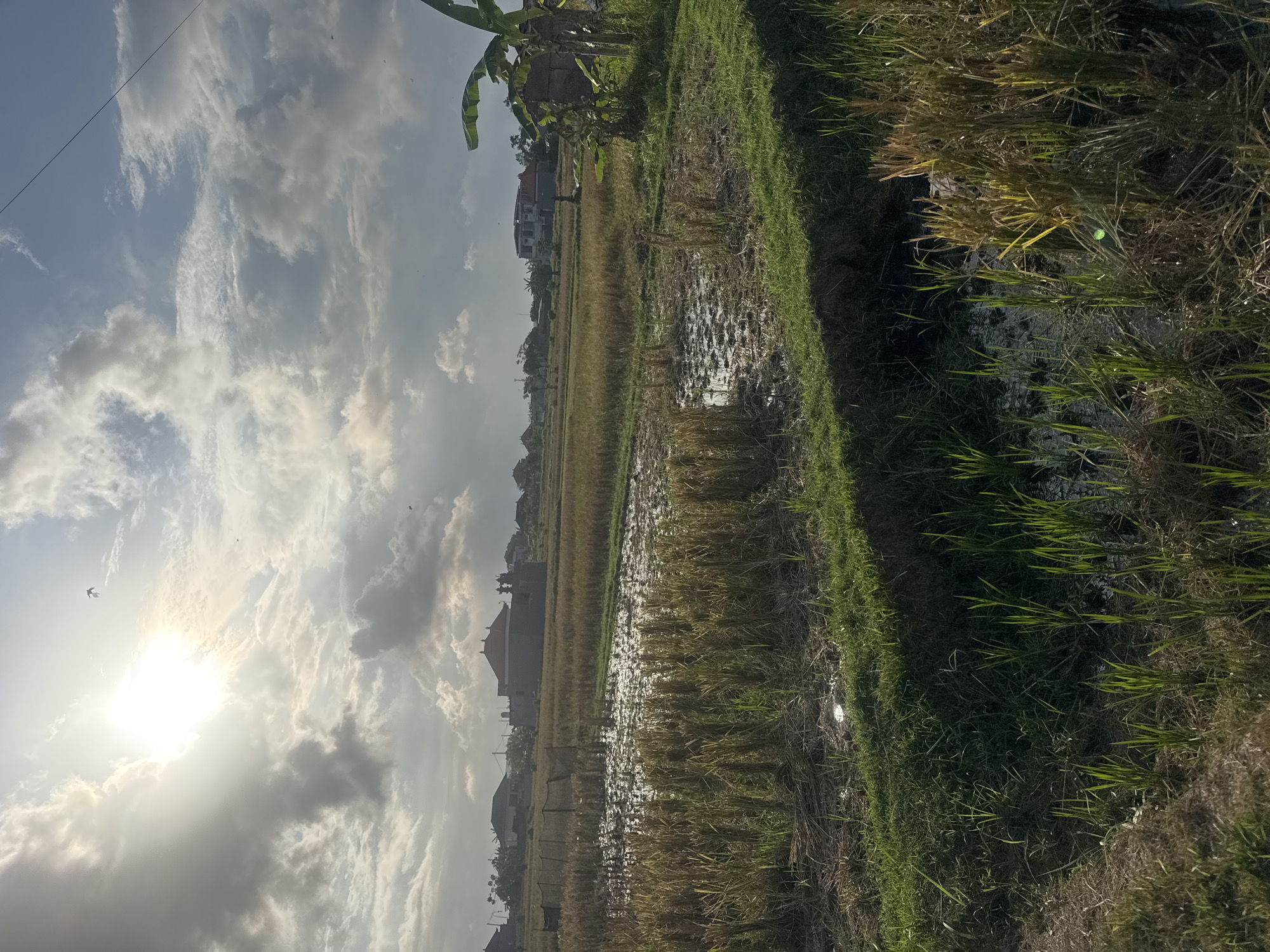 The image depicts a sunlit, cloudy sky over a harvested rice field in Sukawati, Indonesia. The rice stalks are dry and cut, with water pooling in some areas of the field. Green grass lines the edges of the field, and a banana tree is visible on the right side. In the background, several buildings with traditional Indonesian architecture are scattered across the landscape. There are no people visible in the image. The overall scene conveys a rural, agricultural setting.