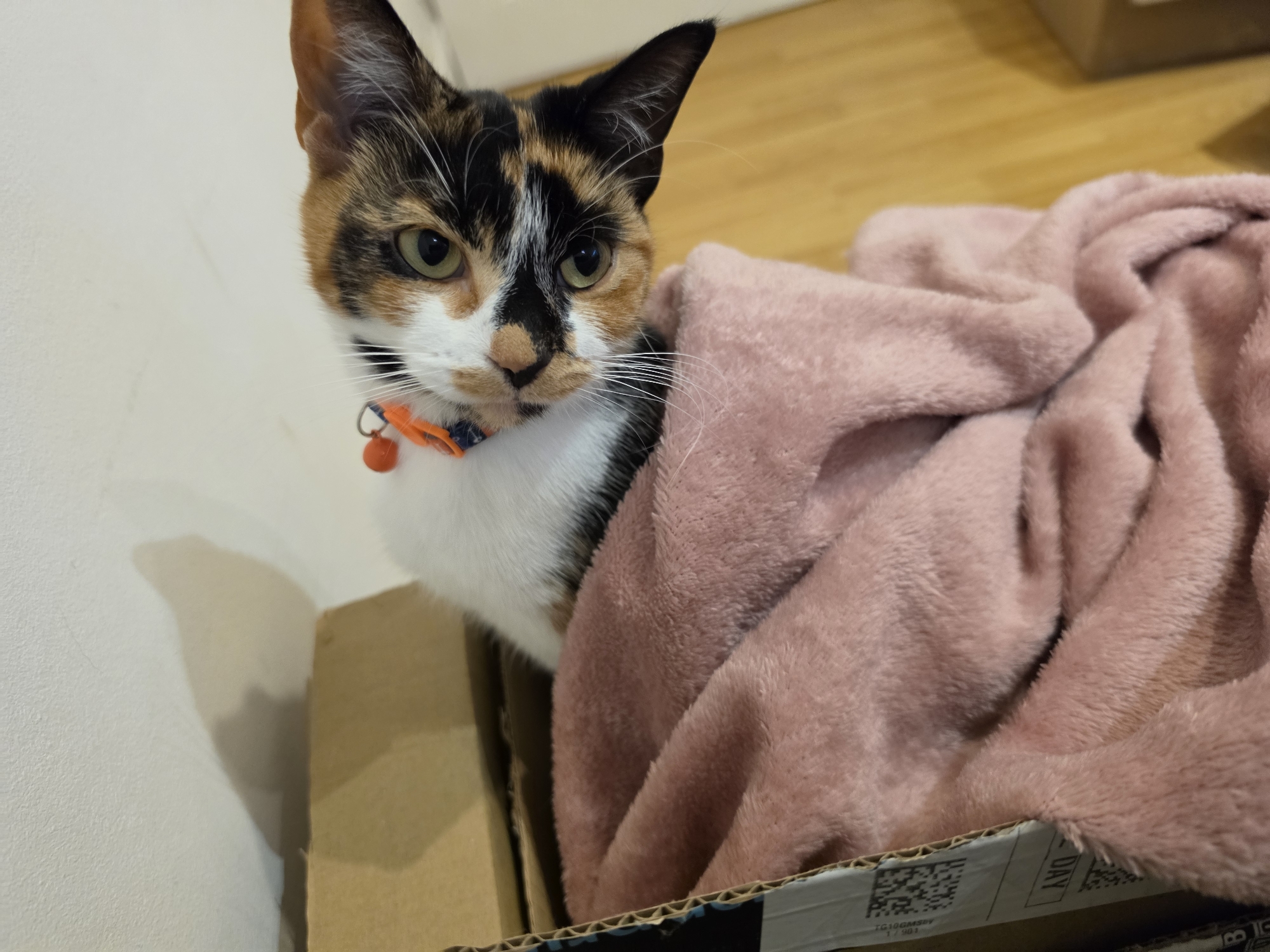 A calico cat with an orange collar and bell is peering out of a cardboard box. The box contains a pink, plush blanket. The background includes a light-colored wall on the left and a wooden floor on the right. There are shipping box(es) in the background as well. The location cannot be determined from the image.