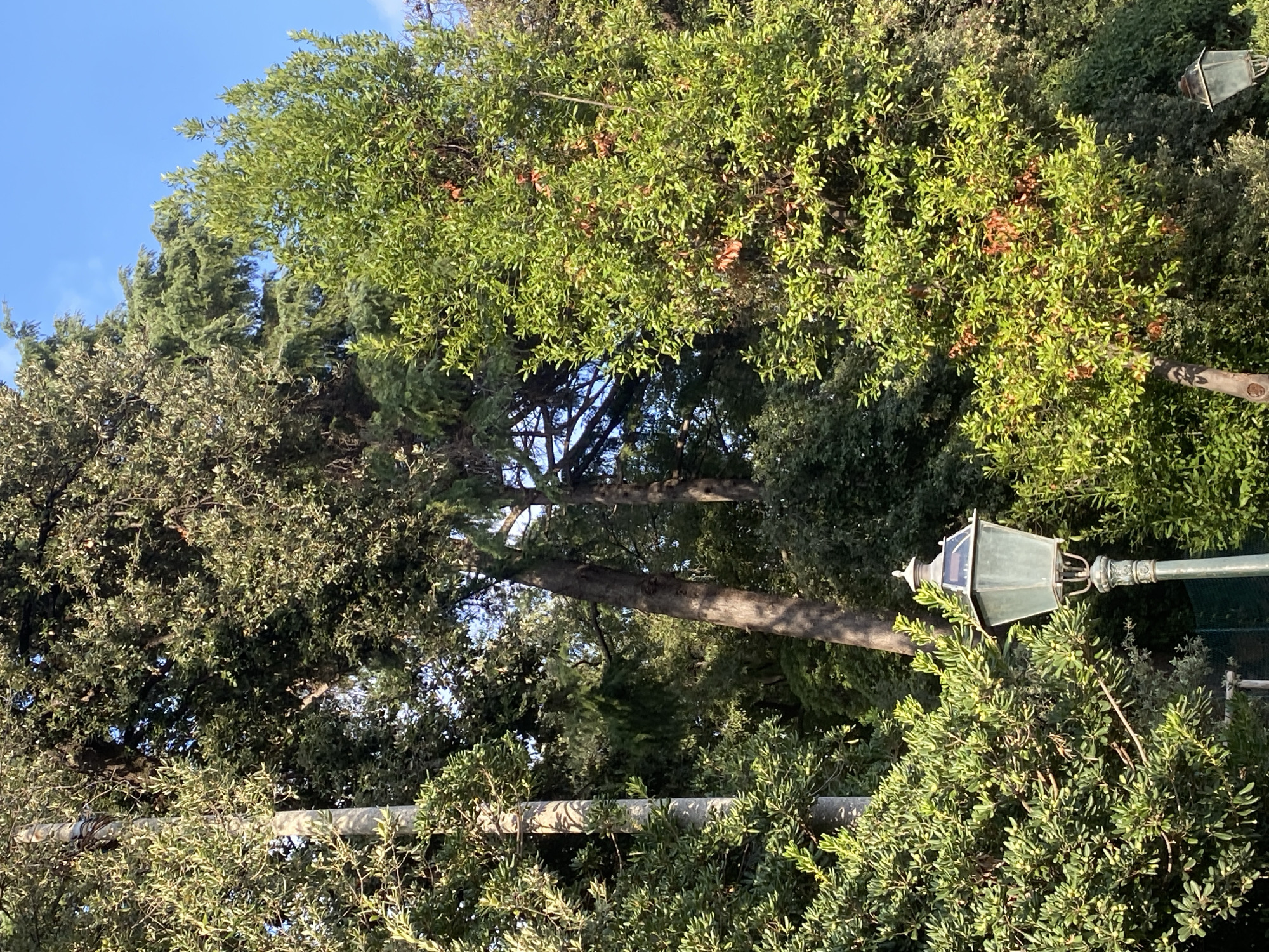The image depicts a garden scene with dense foliage and trees. In the foreground, a vintage lamppost with a green, hexagonal glass lantern and decorative metalwork stands to the right of a large, leafy green bush. Behind the bush, a tall, slender tree trunk with rough bark is visible. The background is filled with a variety of trees, some with lighter green leaves and others with darker, denser foliage, creating a layered effect. The sky is a clear, bright blue with a few faint clouds. The overall impression is one of a well-established, verdant garden, possibly in a historical or park-like setting. This scene is located in the park of Villa Duchessa di Galliera, Genoa, Italy.