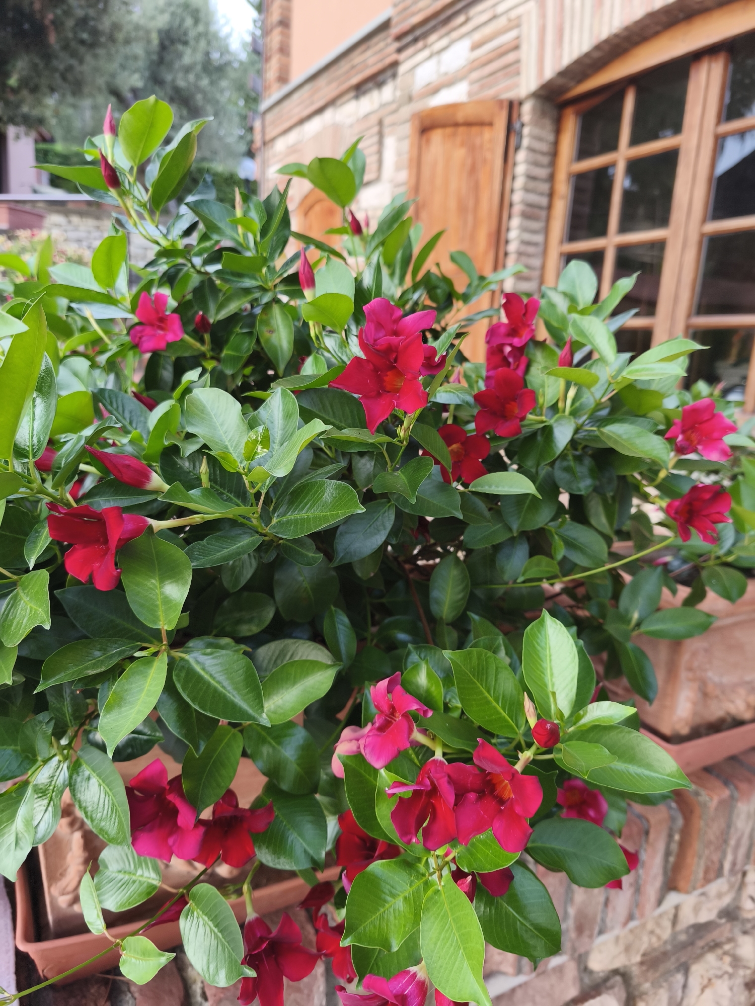 In Passignano sul Trasimeno, Italy, a potted plant with vibrant pink flowers and lush green leaves is positioned outdoors against a brick building. The building features a wooden window with divided panes and closed wooden shutters. The plant is in the foreground, with its branches and blossoms extending into the frame, obscuring parts of the building and window. The overall scene suggests a residential or commercial outdoor setting.