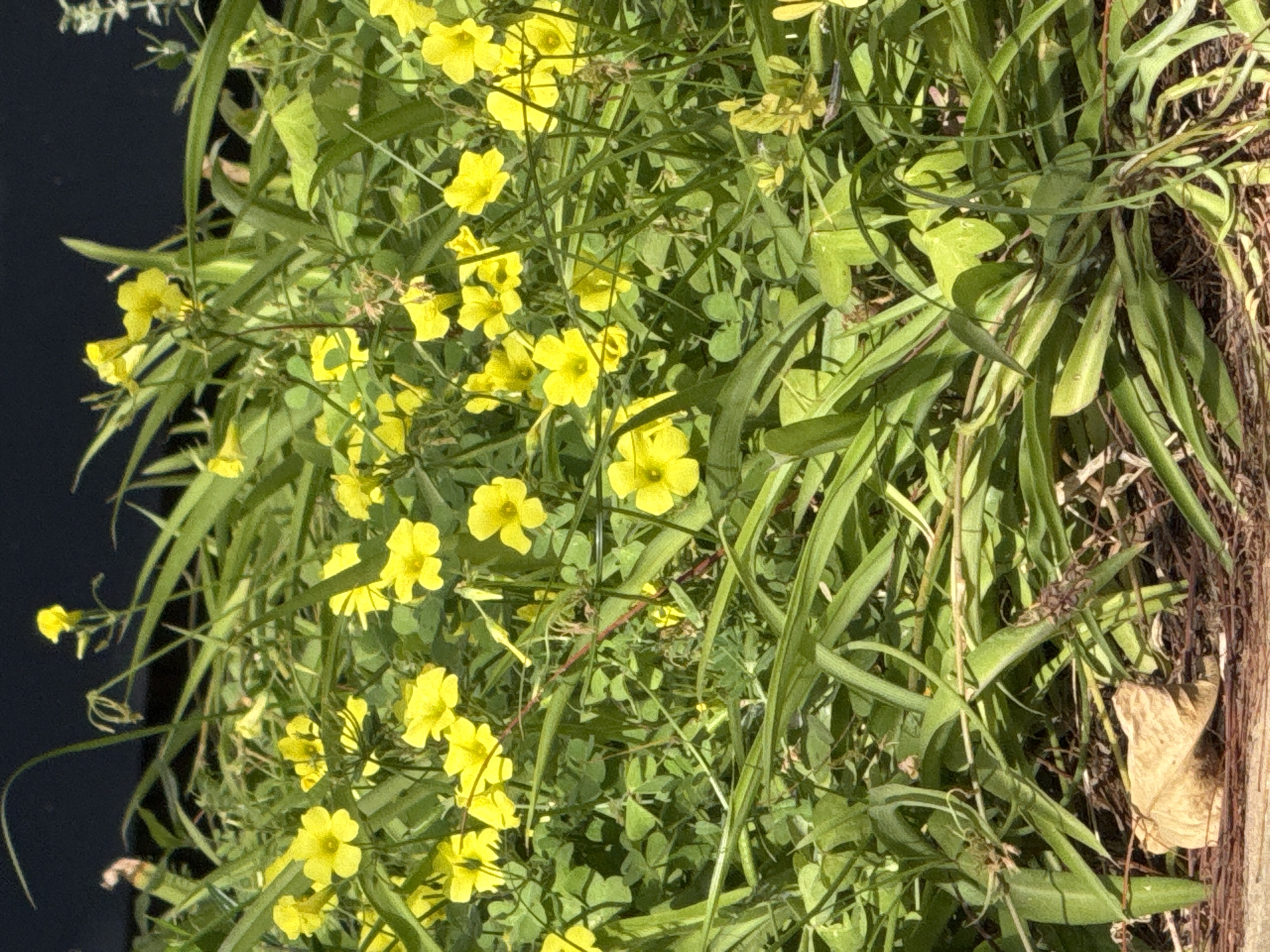 The image displays a close-up, vibrant view of green foliage dominated by numerous small, bright yellow flowers, typical of plants like Oxalis (wood sorrel or sourgrass). The flowers, each with five petals, are scattered throughout the lush green backdrop, which consists of both trifoliate (clover-like) leaves and longer, slender, grass-like leaves.
The scene is brightly illuminated by direct sunlight, indicating a clear daytime. On the left side, a dark, uniform area, possibly a shadowed wall or a deep background, provides a stark contrast to the verdant plants. To the right, drier, brown-toned vegetation is visible, including what appears to be intertwined dry stems and a single light brown, dried leaf resting near the bottom right.
The overall impression is one of natural, possibly wild, growth in a sunlit environment. There are no people, explicit man-made objects (aside from potential background structures), or visible text. Given the context, this scene is likely a patch of flora in Tel Aviv, Israel.