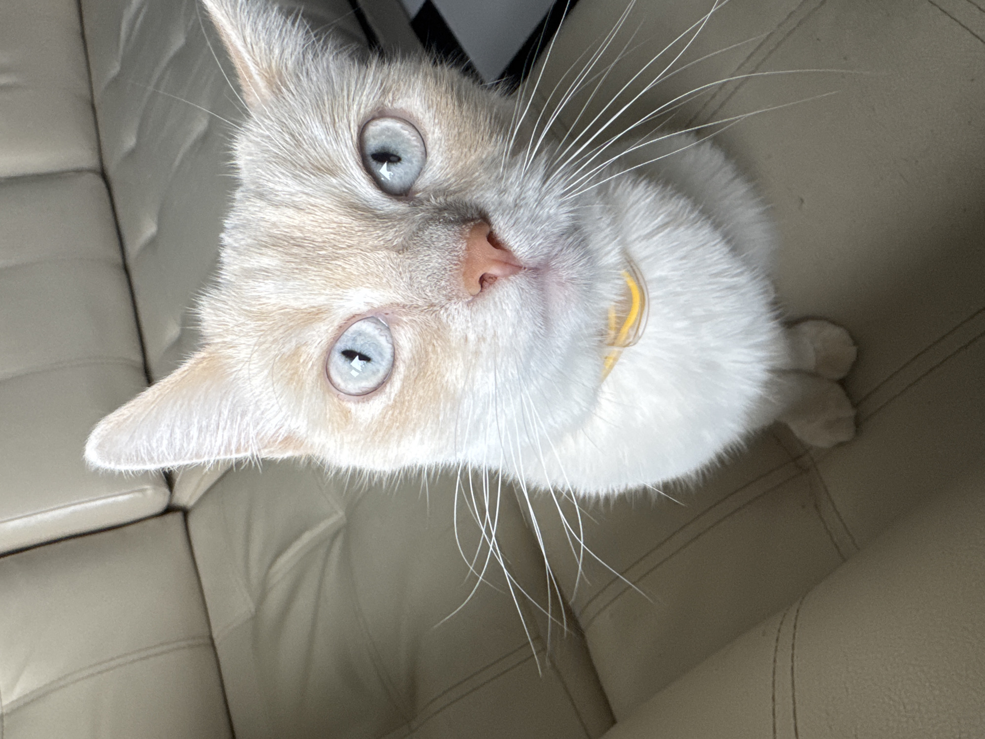 A close-up, eye-level, vertical shot shows a young, light-colored cat with bright blue eyes. The cat is seated on a light-colored, tufted leather couch. The cat's face is the primary focus, with its ears, eyes, nose, and whiskers clearly visible. A thin, yellow collar is around its neck. The background consists of the couch and a small portion of what appears to be a black and white striped object to the right of the cat's head. The cat is looking directly at the camera. No specific location in the city of Боголюбово, Russia, can be identified from the image.