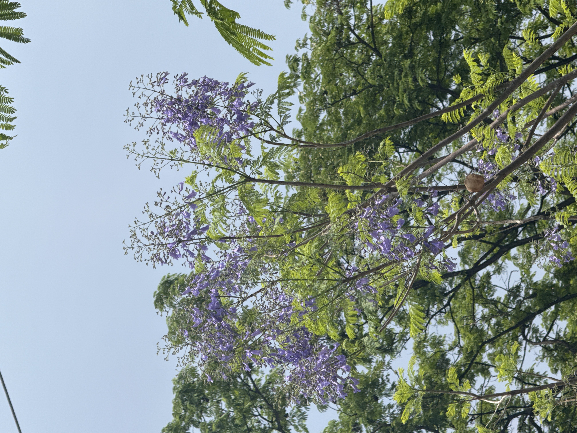 The image captures an upward view into the canopy of trees against a clear, light blue sky. The primary subject is a flowering tree, likely a Jacaranda, adorned with numerous clusters of delicate purple blossoms that hang gracefully. Its branches are covered in bright green, fern-like leaves, creating a vibrant contrast with the purple flowers. Denser green foliage from other trees is visible in the background, suggesting a rich natural environment.
A notable detail is a small, brown, roughly spherical object, possibly a bird's nest or a large seed pod, resting within the branches towards the right side of the frame. The bright and even lighting indicates that the photograph was taken during daytime with clear weather. The scene conveys a sense of natural beauty and tranquility, characteristic of a sunny day in a verdant location such as Tres de Mayo, Mexico. There is no visible text in the image.