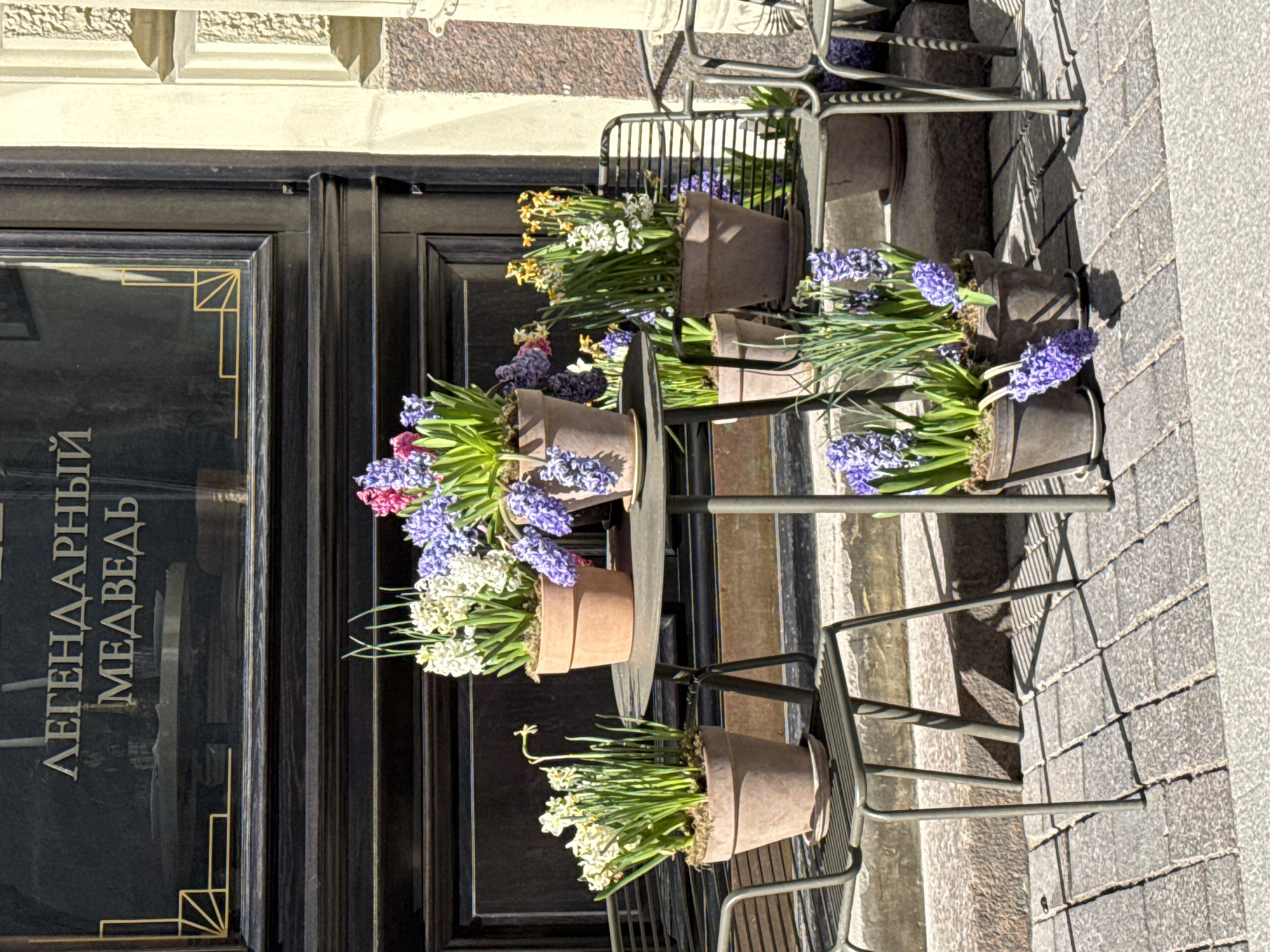 The image depicts a café entrance in Saint Petersburg, Russia. The café, named "Legendary Bear" (Легендарный Медведь), is located at street level, and the name is displayed vertically on the door's glass panel in stylized gold lettering. A small metal bistro table with two chairs sits on the sidewalk in front of the entrance. Each chair is supporting a tiered arrangement of flower pots. The flower pots contain a mix of white and blue hyacinths and yellow daffodils. The sidewalk is paved with grey rectangular stones. The café's exterior is painted in neutral colors.