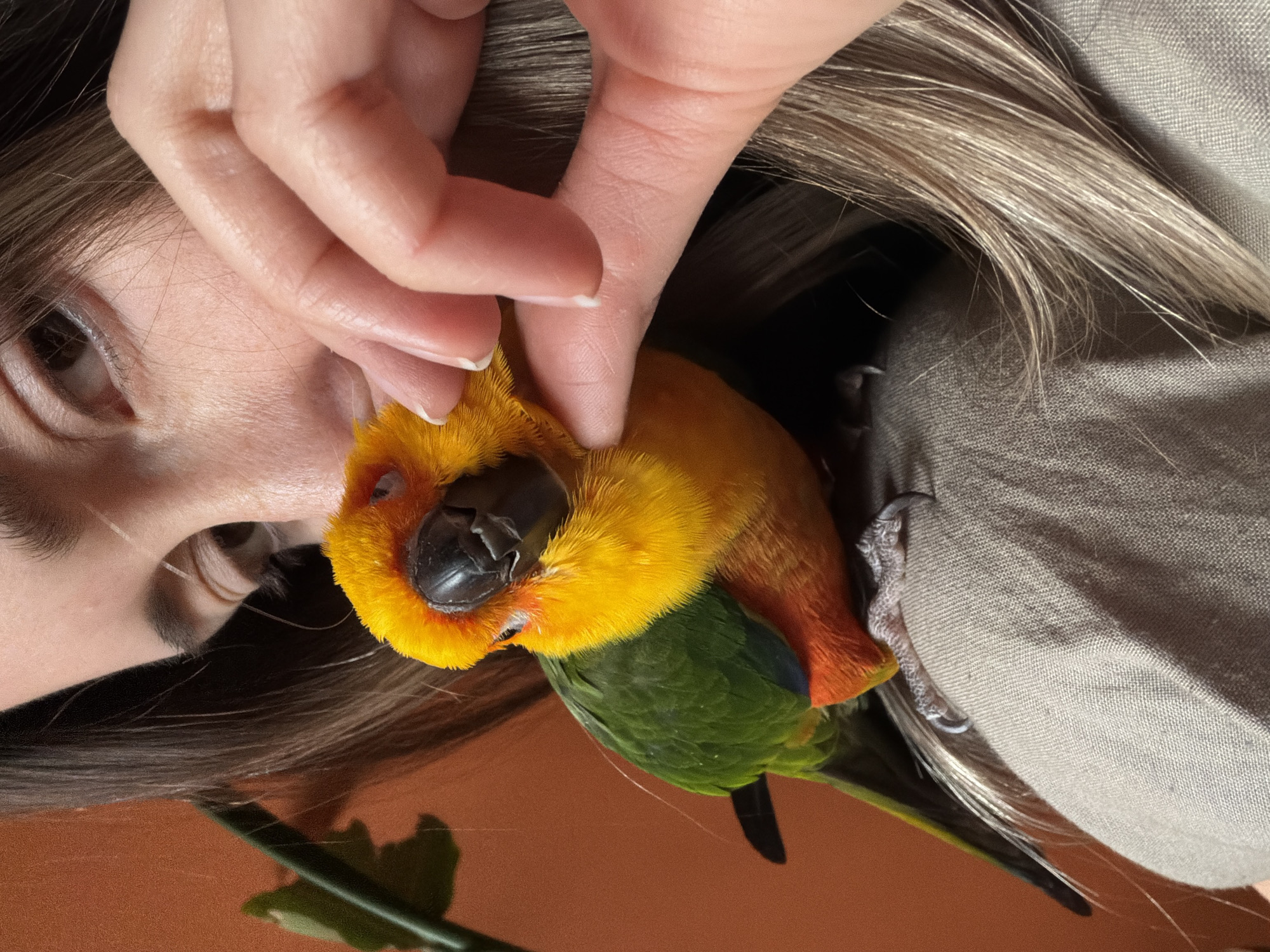 A close-up shot captures a person holding a Sun Conure parrot. The person's face is partially visible, showing their eye, cheek, and part of their forehead. Their hair is light brown with blonde highlights. The parrot has a vibrant yellow head, a dark beak, green wings and body, and some orange plumage. The person's hand is gently holding the parrot's head. The background includes a beige shirt, a plant stem, and an orange surface. The location is not discernible from the image and cannot be determined as Khimki, Russia.