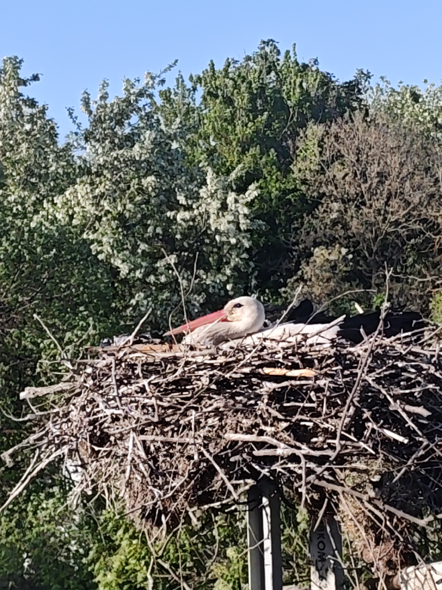 The image displays a white stork nestled in a large stick-built nest. The stork, predominantly white with black primary feathers and a prominent long red beak, is resting peacefully within the intricate structure of the nest.
The nest itself is substantial, constructed from numerous interwoven dry branches and twigs. It appears to be elevated on a man-made support structure; a vertical grey and black pole is visible beneath the nest, with some blurry, faint text that partially reads "KOM" on its surface.
Behind the nest, a dense array of trees with varying shades of green foliage forms a lush backdrop. Some trees have bright, light green leaves, while others are darker green or appear more like bare branches. Above the treeline, a clear, bright blue sky is visible, suggesting a sunny day. The lighting is strong, indicating daylight. The scene captures the stork in a natural, serene posture within its elevated nesting site.