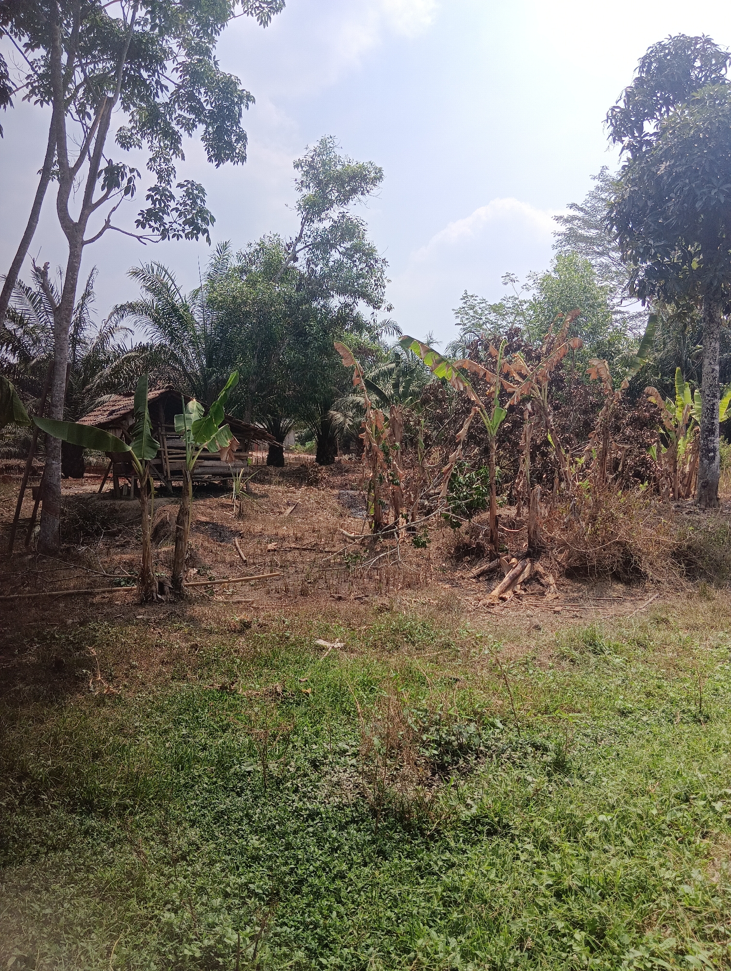 The image depicts an outdoor scene in Pematang Jaya, Indonesia, characterized by a rustic, tropical environment. In the foreground, lush green grass covers the ground, transitioning to dry, brown earth and scattered debris further back. A small, dilapidated wooden hut with a tiled roof is visible, supported by stilts and surrounded by vegetation. Two banana trees stand in front of the hut, one appearing healthier than the other. In the background, various trees, including palm trees and larger deciduous trees, create a dense canopy against a bright, partly cloudy sky. The overall impression is one of a rural dwelling amidst natural growth, with elements of both thriving and decaying plant life.