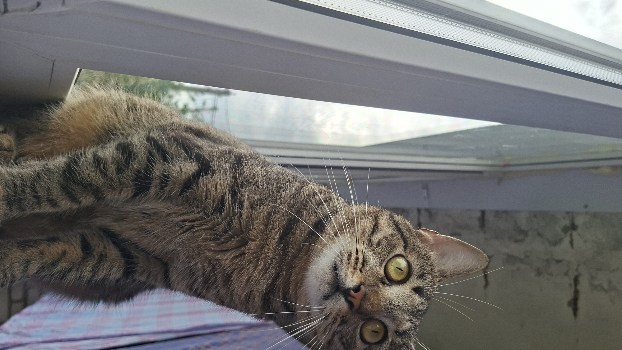 A tabby cat with green eyes is hanging upside down, peering into the camera. It is situated by a window, the upper frame of which is visible. Outside the window, vague trees and buildings can be seen. The location appears to be indoors, evidenced by the window frame and the texture of a surface visible at the bottom of the image. The location is unknown, however the tags of Забалоцкі сельскі Савет, Belarus have been provided.