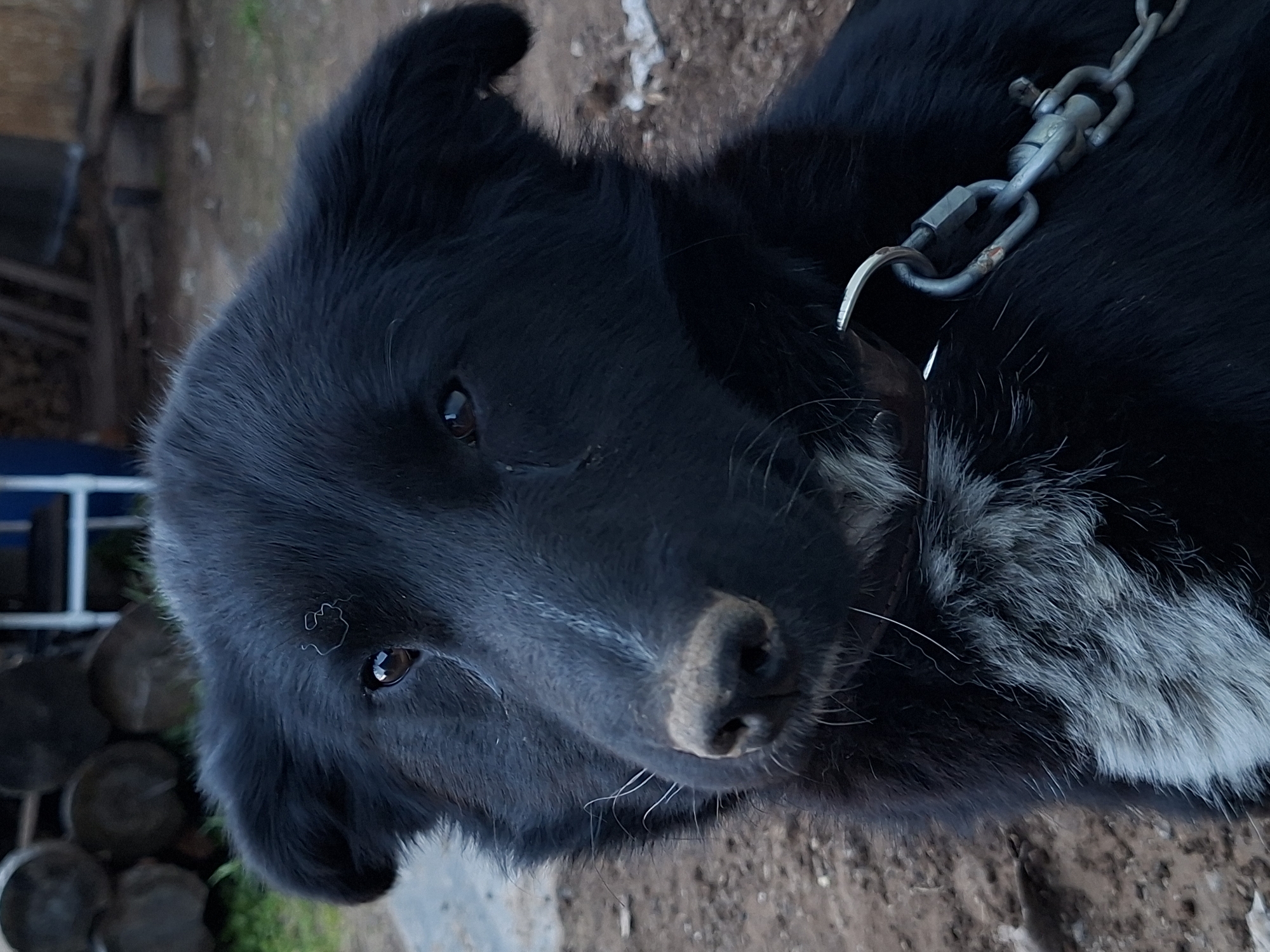 A black dog is pictured wearing a metal chain collar. The dog is positioned in an outdoor environment with wooden logs and greenery visible in the background. The location is unknown.