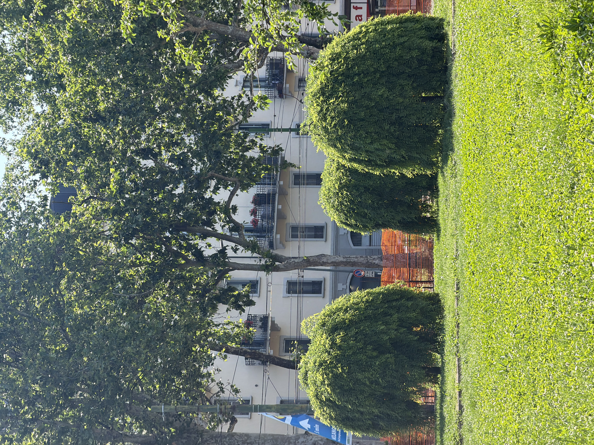 The image captures a verdant park scene, likely in Milan, Italy, given the architectural style of the building in the background. Three spherical shrubs are arranged along the edge of a well-maintained lawn. The grass is neatly cut and stretches into the distance, showing variations in color due to light and shadow. Behind the shrubs and lawn, an apartment building with multiple stories is visible. The building has balconies with wrought iron railings and windows framed by light-colored trim. A mature tree with dense foliage partially obscures the building, casting shadows and creating dappled light. A sign can be seen in the left corner. Additionally, some orange construction fences can be noticed behind the shrubs.