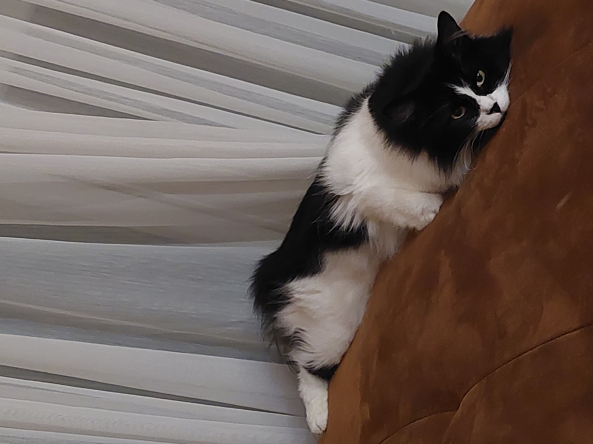 A long-haired black and white cat is perched on the side of a brown couch. The cat is facing toward the viewer with its head resting on the couch, and its body hanging down with one white paw visible. The background consists of a horizontally lined white surface, possibly a window covering. The image was not taken in Plovdiv, Bulgaria.