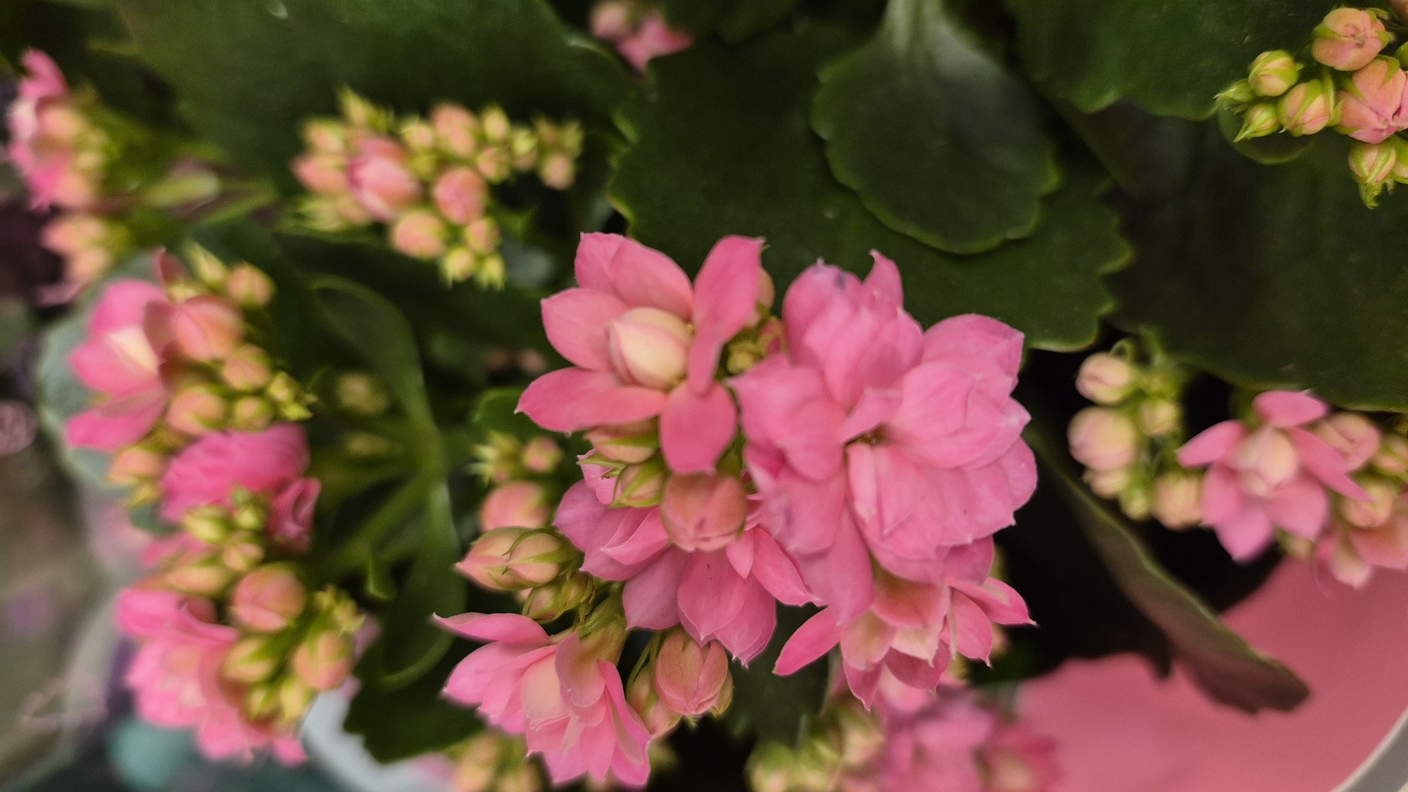 The image shows a close-up of a potted plant with vibrant pink flowers and dark green leaves. The flowers are clustered together, with some fully bloomed and others in bud. The leaves are thick and slightly serrated. The plant is likely a Kalanchoe, known for its long-lasting blooms. The background is blurred, suggesting a shallow depth of field, and appears to be indoors or in a protected outdoor space. There are no people or animals visible in the image. The overall impression is one of natural beauty and vibrant color. The image does not provide any information about its location in Līvāni, Latvia.