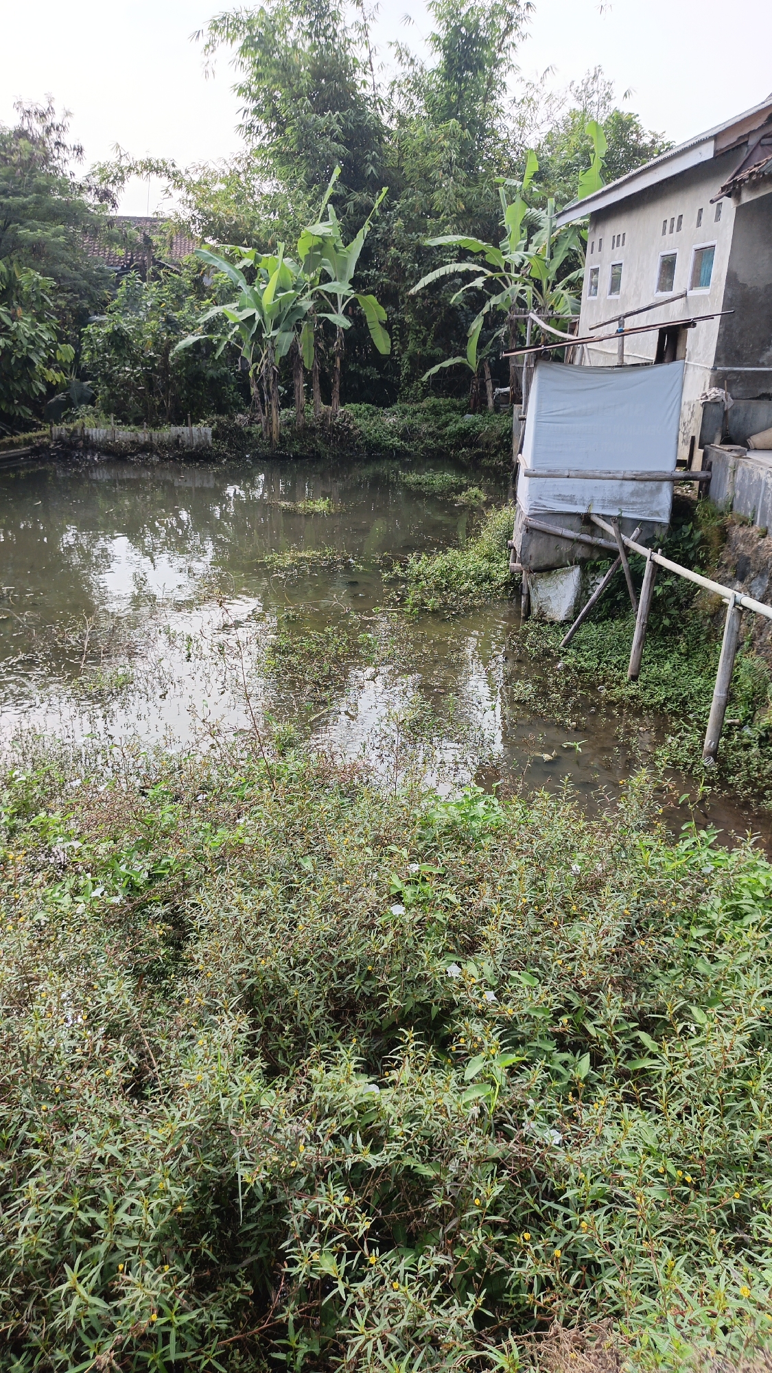 A vertical, eye-level shot captures an outdoor scene in Linggasirna, Indonesia. In the foreground, lush green foliage, interspersed with small yellow flowers, dominates the lower half of the frame. This vegetation extends to the edge of a murky pond, which fills the mid-ground. The pond's surface is a mosaic of reflections and scattered aquatic plants. To the right of the pond, a concrete structure with a white tarp-covered extension is visible. The extension is supported by wooden posts, and a wooden railing runs along the pond's edge near this structure. Behind the pond and to the left, a cluster of banana trees with large green leaves stands out. Further in the background, tall bamboo stalks and other dense green foliage form a natural backdrop. A section of a building with a tiled roof and several windows is partially visible behind the trees on the far left. The sky above is overcast, suggesting a muted, natural light.