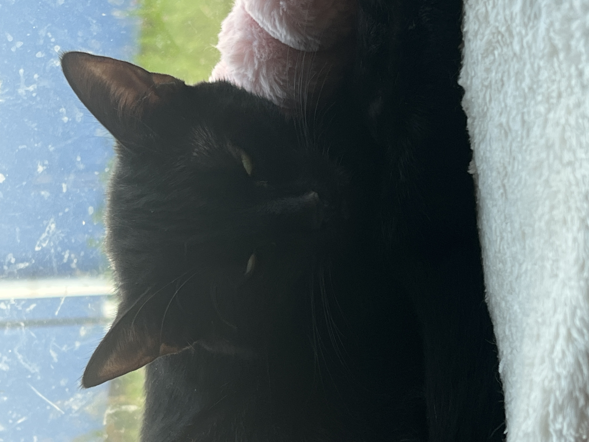 This is a close-up, vertical shot of a black cat resting. The cat's face is partially obscured by shadow, but its alert green eyes are visible. One of its ears, pointed upwards, is clearly in focus, with fine hairs visible on its surface. The cat is nestled against a soft, fluffy pink object, possibly a toy, and a white fuzzy blanket. The background is out of focus, showing streaks of blue, suggesting it is near a window. The blue is likely the sky, with hints of green possibly indicating trees or grass. The overall impression is of a peaceful moment, with the cat in a comfortable and relaxed state, perhaps enjoying the sunlight or a nap by the window. There is no visible text in the image.