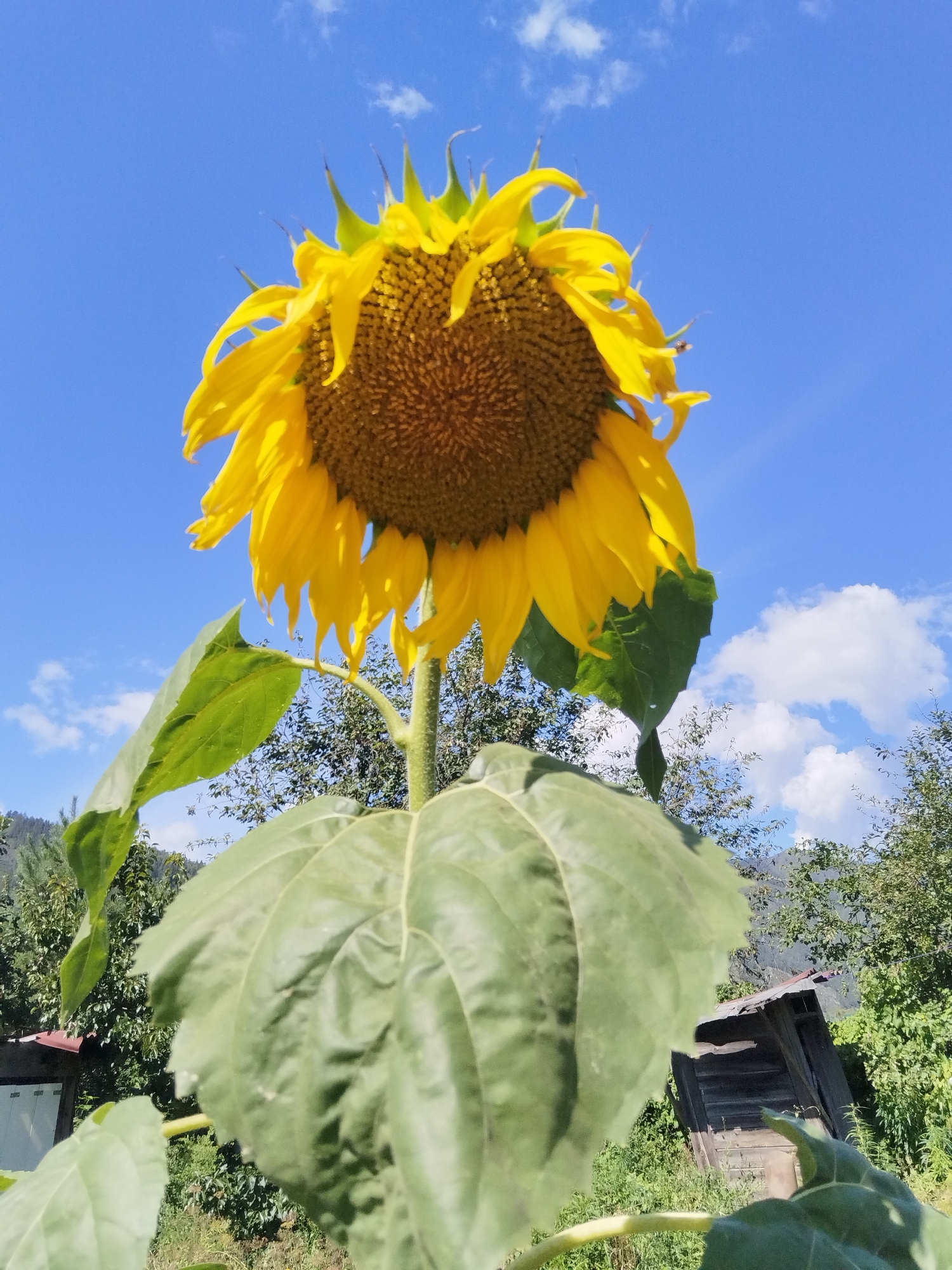 A low-angle shot captures a single, vibrant sunflower against a clear, blue sky dotted with sparse white clouds. The sunflower's large head, with its array of yellow petals and dark, seed-filled center, is the dominant feature, angled slightly downwards. Two broad, green leaves are visible below the flower head, one large and textured, dominating the foreground, and another smaller one on the left. The stem is thick and hairy.
In the background, a cluster of trees with dark green foliage provides a backdrop. To the right, a small, dilapidated wooden structure, possibly a shed or outhouse, with a rusted metal roof, is partially visible amongst the dense greenery. The ground appears to be covered in grass and other wild vegetation. The scene is set outdoors, in what appears to be a rural or semi-rural environment. There are no people or animals visible in the image. The lighting suggests a bright, sunny day.