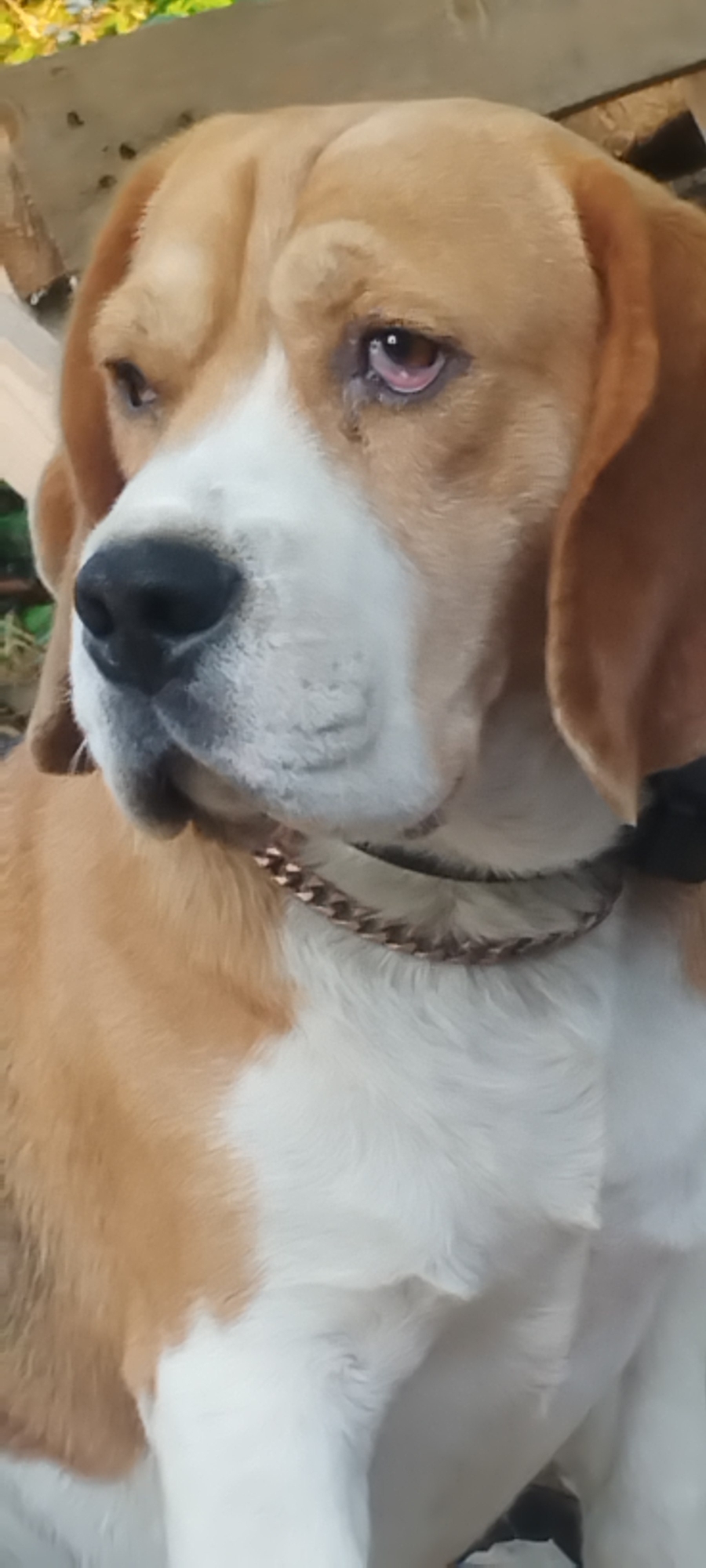 The image shows a close-up of a beagle dog's head and upper body. The dog has tan and white fur, with brown eyes and prominent tan markings around its eyes and on its ears. It is wearing a metallic chain-link collar. The background is blurred, but appears to be an outdoor setting with some wooden structures and greenery visible. The image is a portrait of the dog, focusing on its facial features and the texture of its fur. There is no indication of the location being in Yaroslavskaya, Russia, or any specific city.