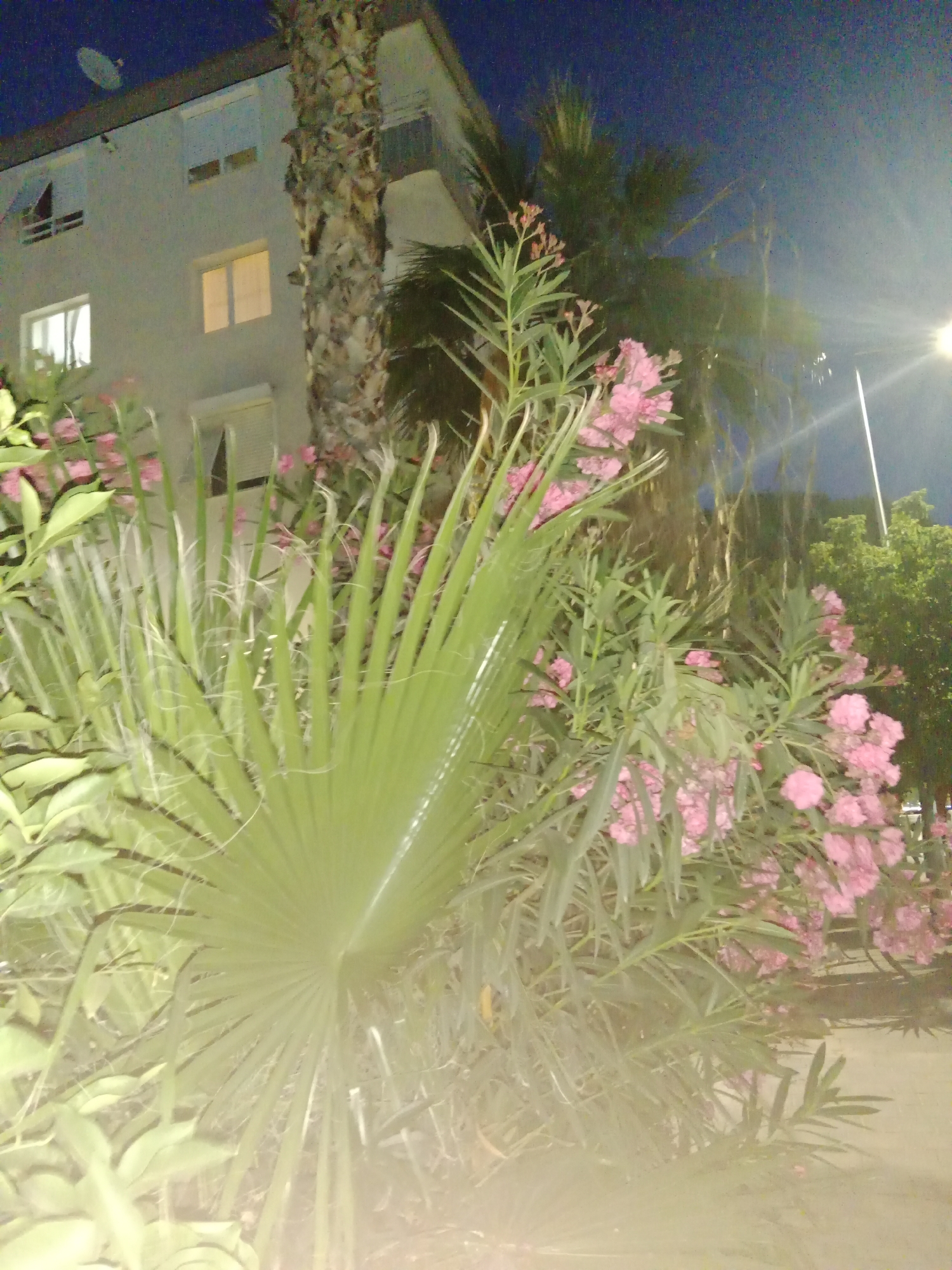The image depicts a nighttime scene in a residential area, likely in Karşıyaka, Turkey, given the context. The foreground is dominated by lush green foliage, including a large palm frond in the center and clusters of delicate pink flowers. In the background, a light-colored building with several windows is visible, some of which are illuminated, suggesting it is occupied. A large palm tree with a rough, textured trunk stands tall next to the building. The sky is a deep blue, indicating it is nighttime. A bright light source, possibly a streetlamp or a porch light, casts a strong glare in the upper right portion of the image, creating lens flare. The overall mood is serene and natural, with the focus on the interplay of light and shadow on the plants and the building. There is no visible text in the image. The scene appears to be a quiet, ordinary evening in a residential neighborhood.