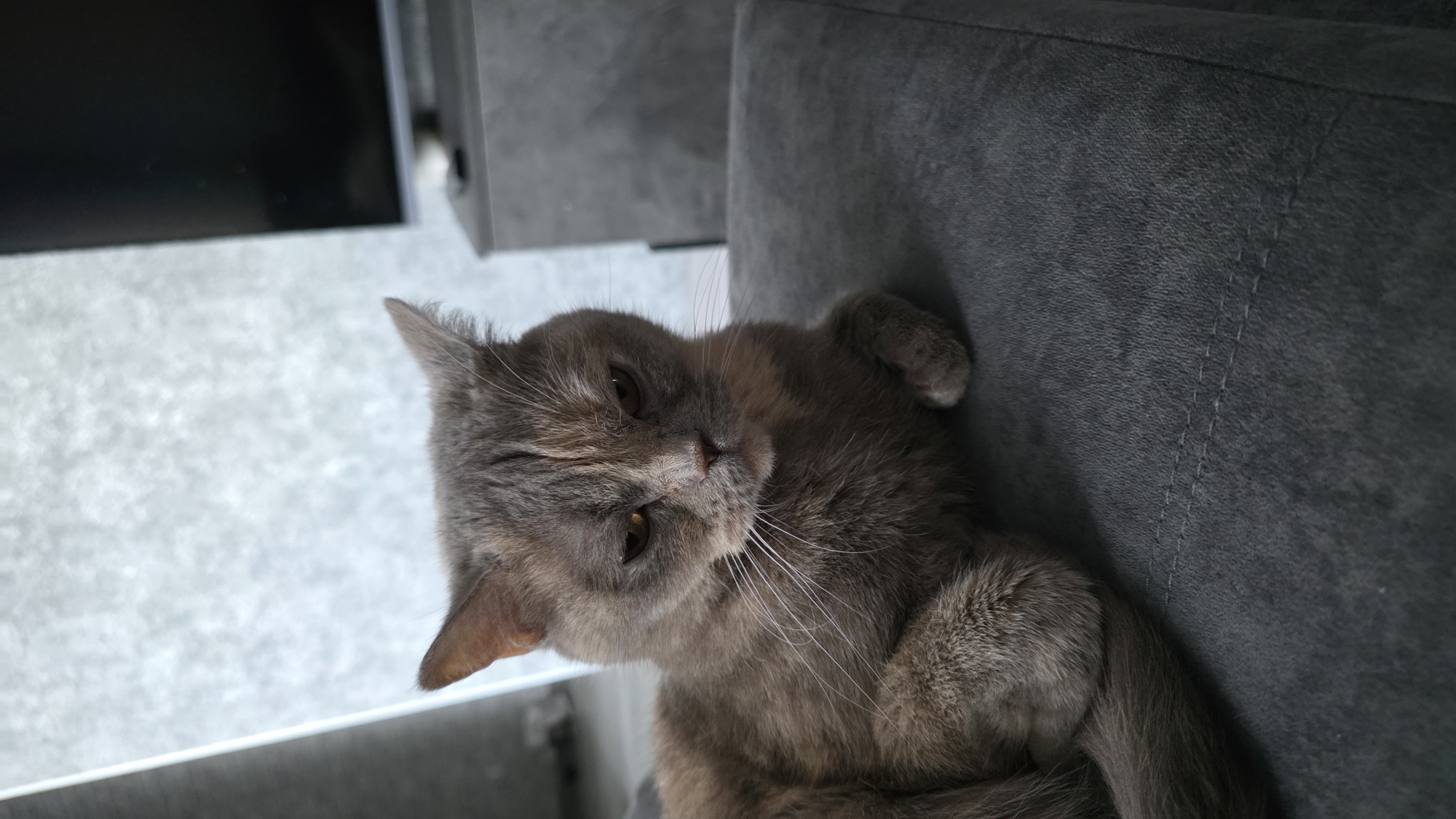 A grey cat with reddish-brown undertones is lying on a dark grey upholstered surface, possibly a sofa. The cat is facing slightly left, with its head tilted down and its eyes partially closed, giving it a grumpy or sleepy expression. Its fur is short and appears soft. The background is blurred, showing a textured grey wall and a dark object, possibly a television on a stand, in the upper right corner. The lighting is dim. The image is a close-up shot focusing on the cat and the surface it is resting on. There is no discernible location in Bulgakovo, Russia, or any specific context provided.
