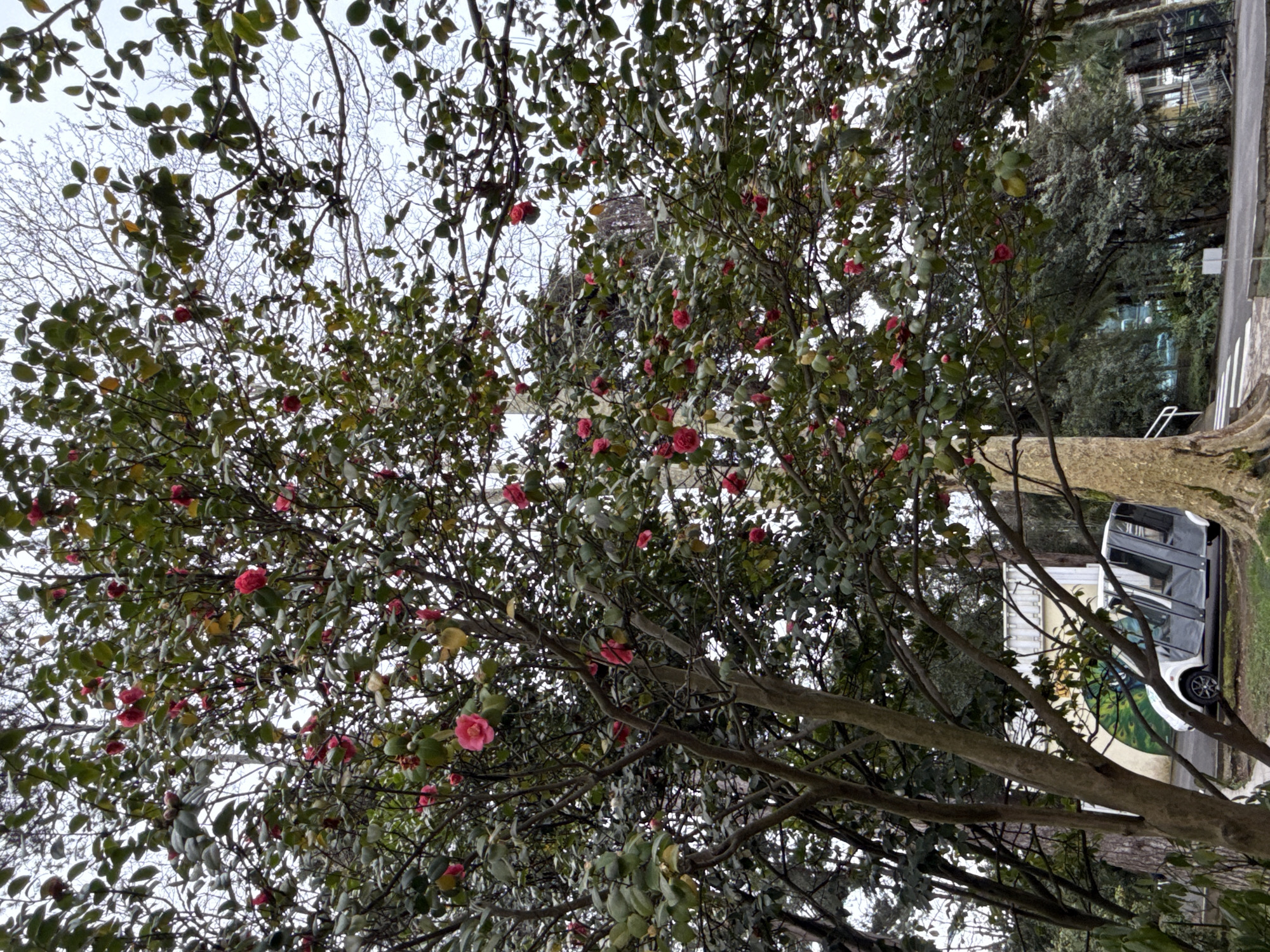 The image depicts an outdoor scene within a botanical garden or park in Sochi, Russia, specifically consistent with the Sochi Dendrarium (Arboretum). The foreground and mid-ground are dominated by a large Camellia tree, its branches densely covered with dark green leaves and numerous vibrant pink blossoms, extending upwards and outwards against an overcast grey sky.
To the left of the main tree's trunk, a white, multi-passenger electric shuttle with dark-tinted window coverings is parked on an asphalt road. Behind the shuttle, a white building or wall features a distinctive large mural with prominent concentric green and yellow circular patterns. The asphalt road continues to the right, where a white pedestrian crosswalk with horizontal stripes is visible. A small, white rectangular sign stands near the crosswalk. In the deeper background, a variety of other trees, including some with bare deciduous branches and others with dense evergreen foliage, are visible, along with parts of a dark metal fence or railing. No people are present in the scene, which is static.
