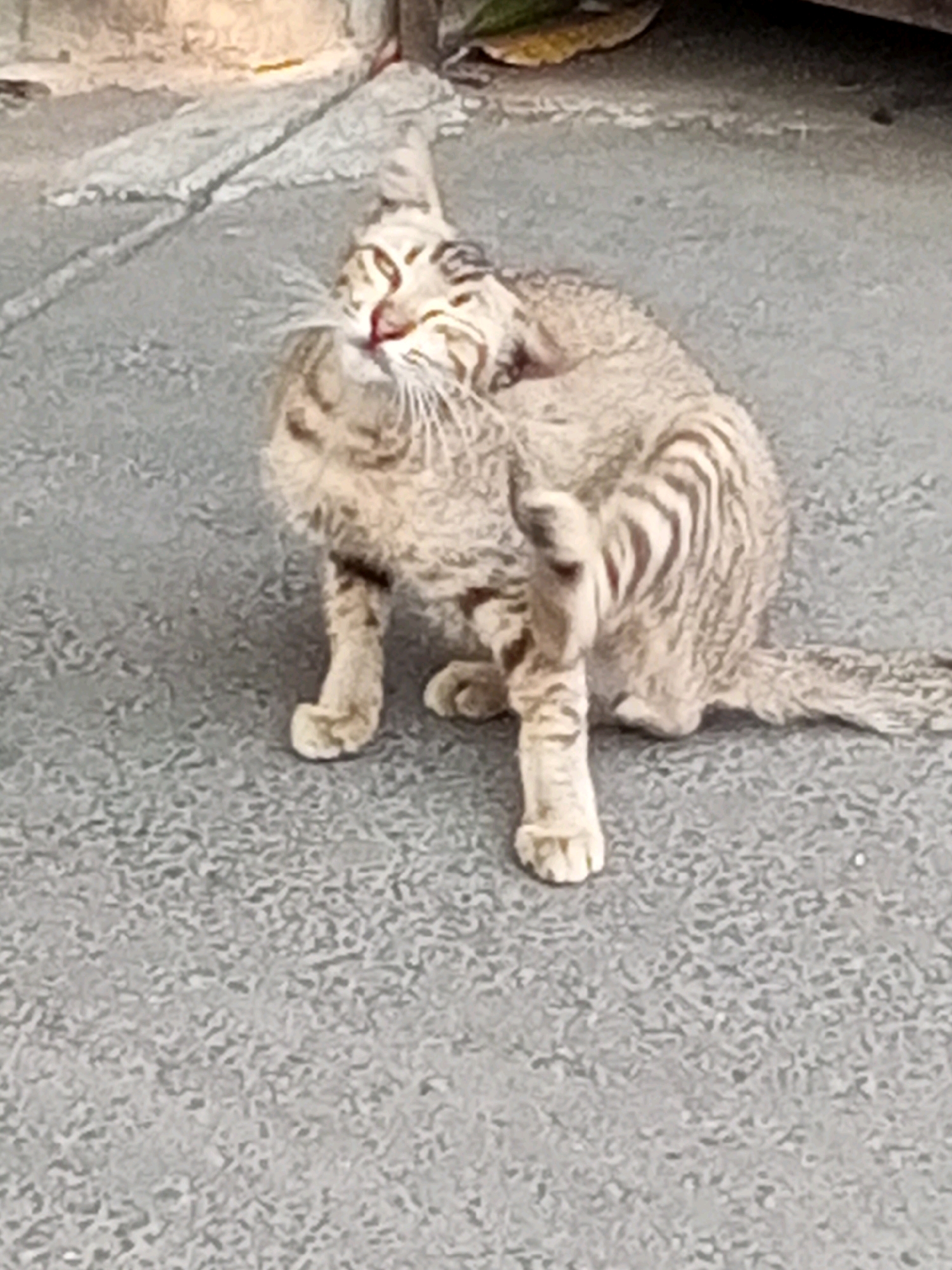 An outdoor medium shot captures a light brown and black tabby cat scratching its head with its right hind leg. The cat is positioned on a gray, textured concrete surface, which appears to be part of a sidewalk or pathway. The background shows a blurred, sunlit area with some light-colored debris, possibly concrete fragments, and a hint of a green leaf. The lighting suggests it is daytime. The cat is facing towards the viewer, with its head tilted to the side as it scratches. The image is slightly blurry overall. This scene could be any outdoor urban environment, including areas in South Jakarta, Indonesia, where stray or domestic cats are common.