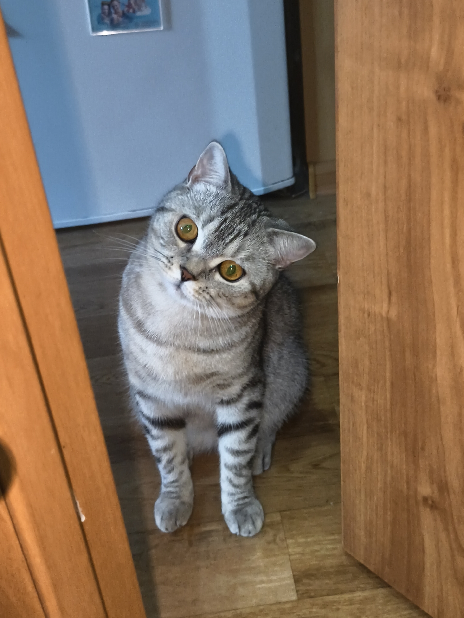 An adult, short-haired, silver-tabby cat with amber eyes sits on a wooden floor, looking up at the camera with its head tilted. The cat is positioned to the left of the frame, with its body partially obscured by a light-colored refrigerator and a wooden door frame. The cat has dark, horizontal stripes on its legs and tail, and a striped pattern on its face. In the background, a light blue refrigerator is visible, with a small framed picture hanging on it. To the right of the cat, a wooden door frame is in focus, with its grain visible. The floor is made of light brown wooden planks. The lighting in the scene is natural and casts soft shadows. The cat appears curious and alert.