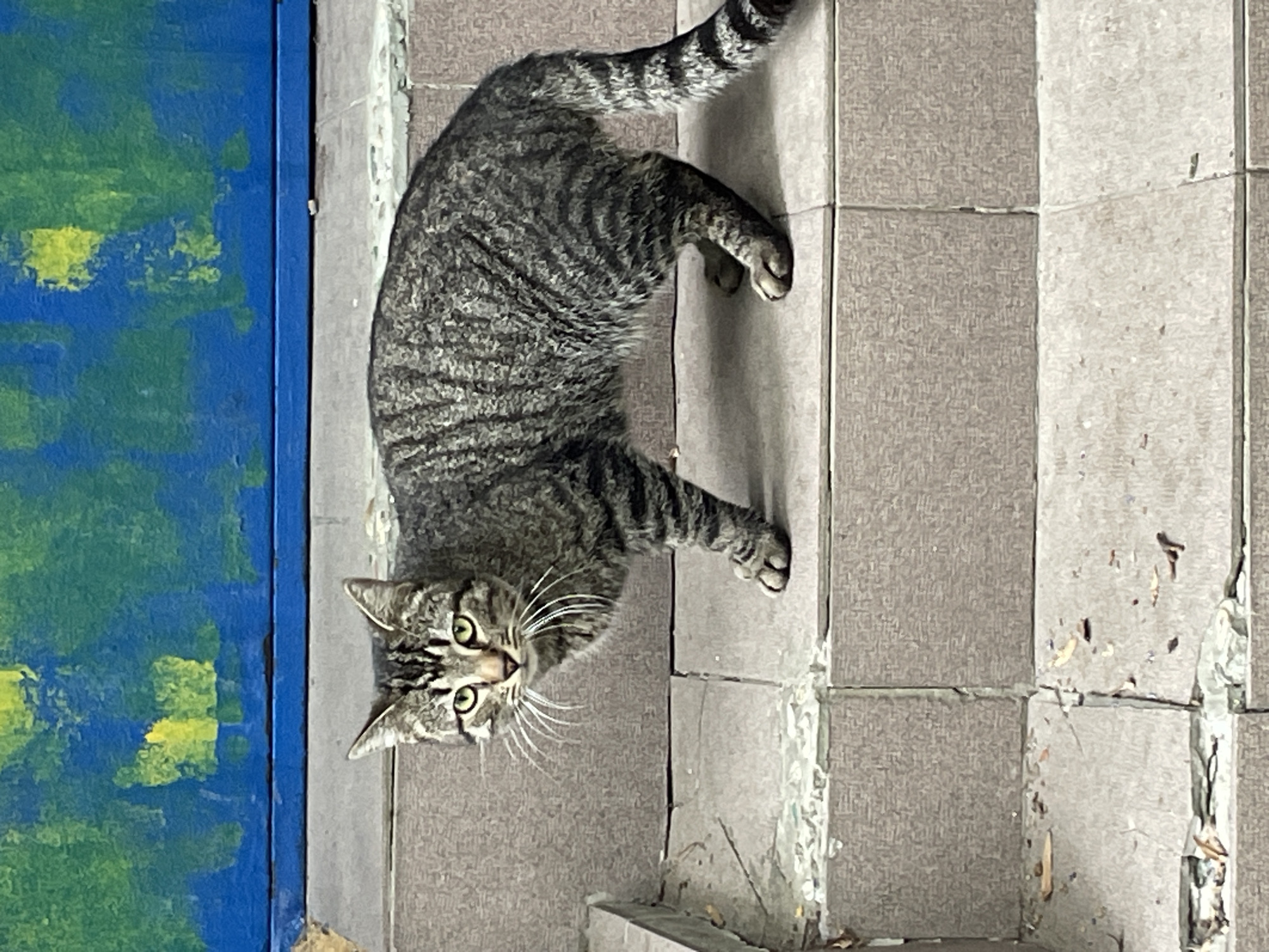 A gray tabby cat with green eyes lies on a set of gray tiled steps next to a blue and green painted wall. The tiles are cracked and show signs of wear. The scene likely takes place outdoors in Sochi, Russia, though this is not directly evident in the image and requires external knowledge.