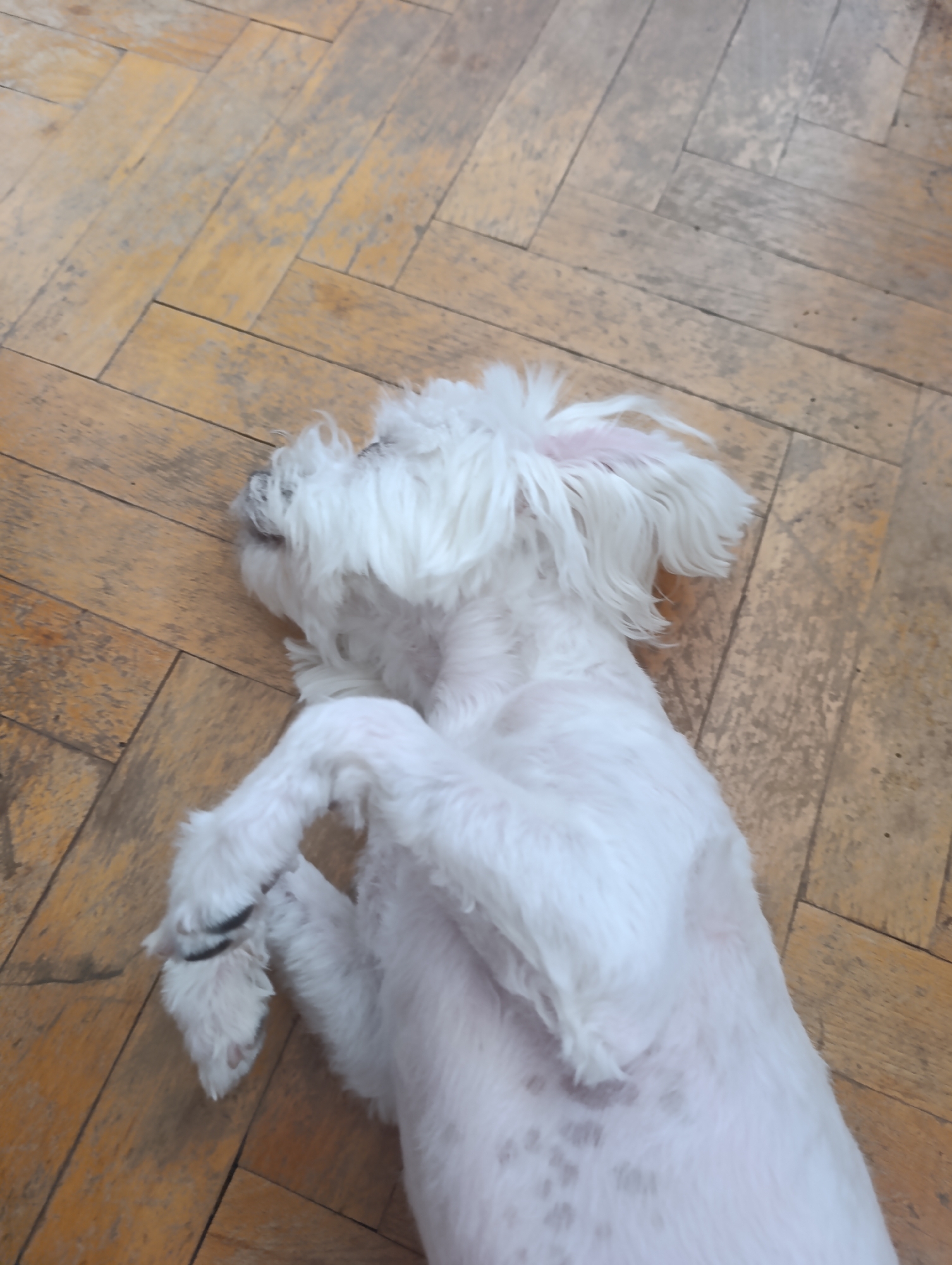A white dog is lying on its back on a wooden floor. The dog's fur is fluffy and white, with some areas appearing lighter due to the lighting. Its paws are raised in the air, and its head is tilted back. The wooden floor has a herringbone pattern and shows signs of wear. The environment appears to be indoors, likely a home. The image was taken in Razgrad, Bulgaria.