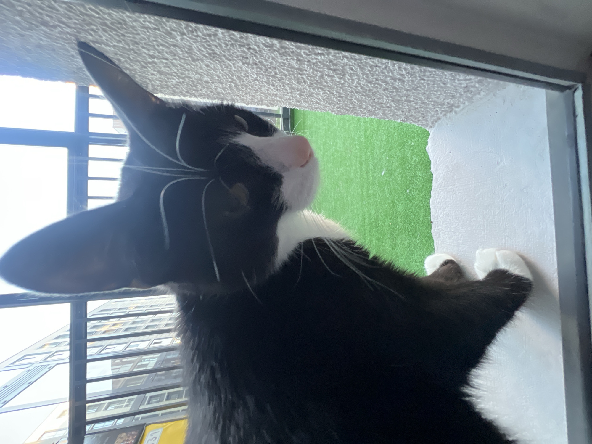 A black and white tuxedo cat is prominently featured in a close-up, vertically oriented shot, looking out of a window. The cat's head is tilted upwards and to the right, its black fur contrasting with its white muzzle, chin, and chest. Its pink nose and long white whiskers are clearly visible, and its large, alert ears are pricked. One white-socked front paw rests against a textured white wall or ledge that forms part of the window frame.
Above the cat's head, a textured, off-white surface, likely a ceiling or an upper part of an interior wall, is visible. Outside the window, a bright urban scene unfolds. To the cat's upper right, a vibrant green surface, possibly artificial turf on a balcony, is visible. Through the windowpanes, particularly to the cat's upper and lower left, a large, modern building with numerous rectangular windows can be seen, reflecting the bright daylight. The sky appears bright, indicating a sunny day. The cat appears to be observing something with curiosity outside. Faint, indistinct text on a yellow background is visible in the distance, but not legible. The scene is set in Saint Petersburg, Russia.