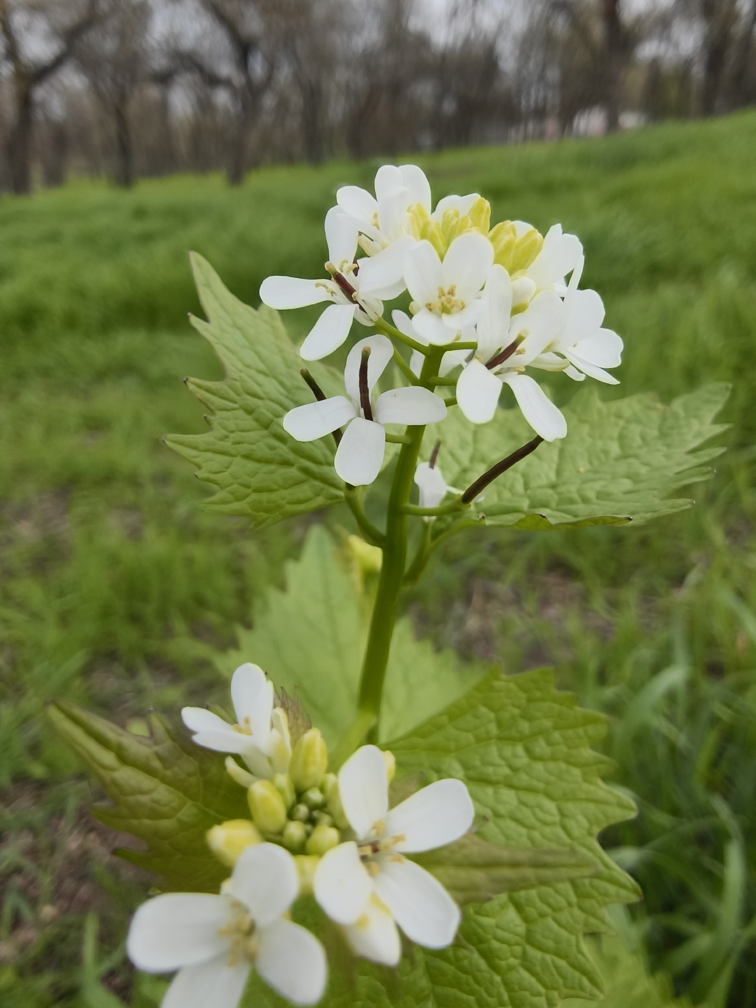 The image presents a close-up, shallow depth-of-field shot of a flowering plant in an outdoor natural setting in Kryvyi Rih, Ukraine. The main subject is a cluster of small white flowers, each typically displaying four petals and a yellowish center, likely stamens and pistils. Some of the flowers are fully open, while others are still in bud form, appearing as tightly clustered yellow-green structures. Thin, dark brown stems support the individual blossoms.
Beneath the primary flower cluster and partially in the foreground, several prominent, deeply veined green leaves are visible. These leaves have distinctly serrated or toothed edges, characteristic of species like garlic mustard. A smaller, partially obscured cluster of similar white flowers and buds is visible in the lower foreground, out of focus.
The background consists of a soft blur of vibrant green grass or low vegetation. Beyond this, a line of deciduous trees, appearing bare or just beginning to bud, is visible against a bright, overcast sky. The overall lighting is soft and diffuse, suggesting a cloudy day, likely in spring given the fresh green foliage and blooming plants. There are no people, visible text, or specific activities taking place, just a serene depiction of nature. The scene conveys a sense of growth and the seasonal transition of spring.