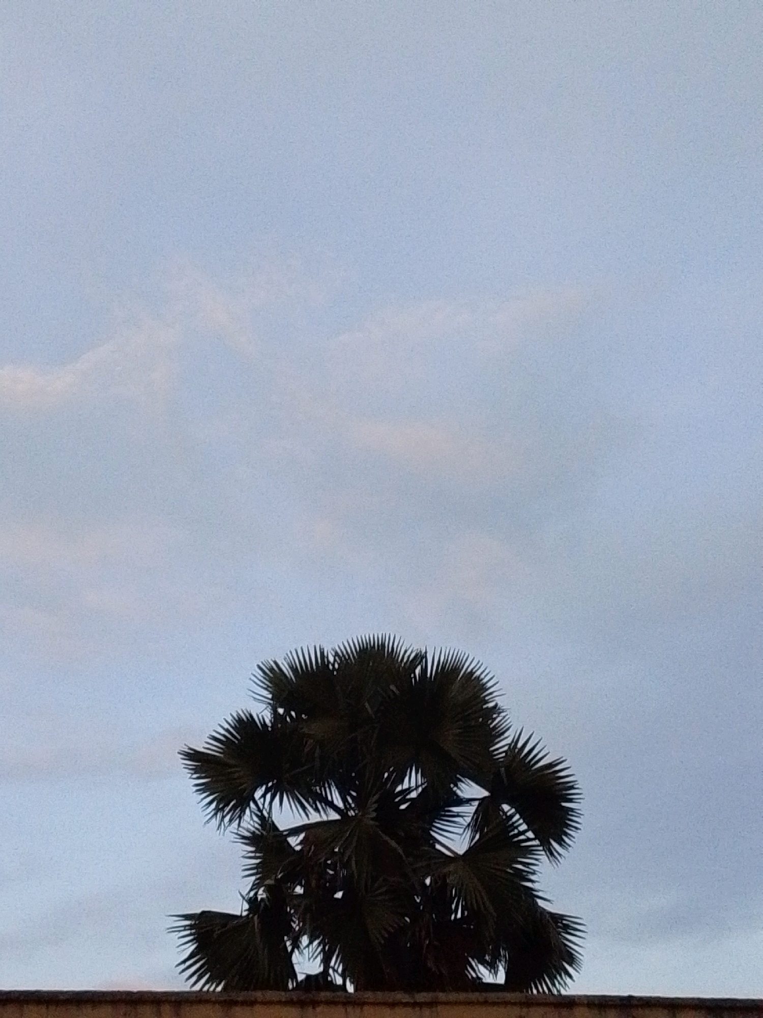 A silhouette of a palm tree is visible against a pale blue, cloudy sky. The tree's fronds are dark and spiky, fanning out from the top of its unseen trunk. A brown, textured surface, possibly a wall or rooftop, runs along the bottom of the frame, partially obscuring the base of the tree. The overall impression is one of a calm, overcast day.