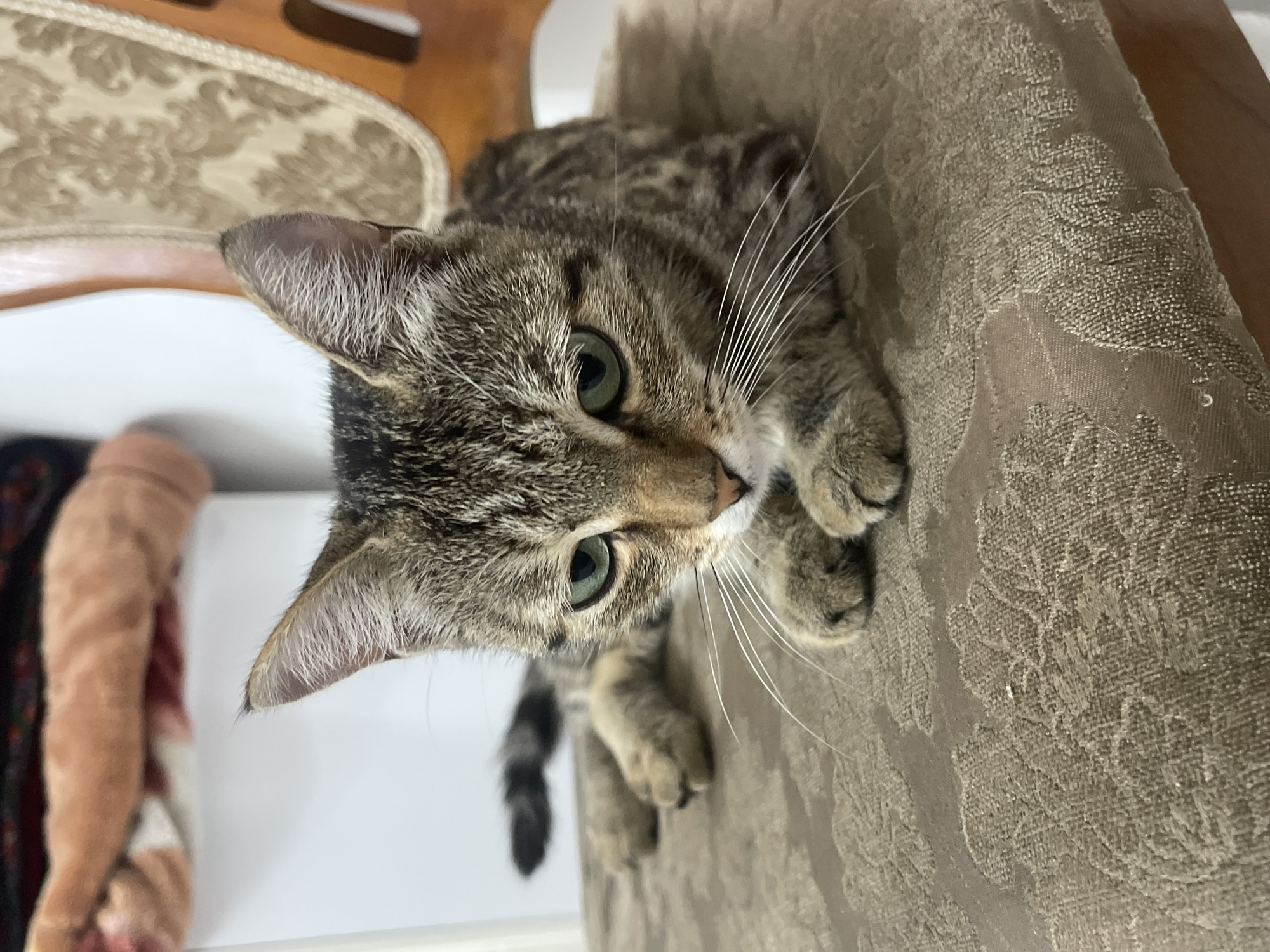 A close-up, slightly overhead shot shows a tabby cat resting on a textured, tan sofa. The cat is looking towards the camera with green eyes, its head tilted. Its fur is a mix of grays, blacks, and browns with distinct tabby markings. White whiskers fan out from its muzzle, and its ears are perked. One of the cat's paws is visible, resting on the sofa. The sofa has a subtle, embossed floral pattern.
In the background, to the left, a portion of a chair with a similar patterned upholstery is visible, along with a hint of wooden furniture. Further left, a light-colored, possibly rolled-up blanket or fabric is partially in view, resting against a white surface. The lighting suggests an indoor setting, possibly during the daytime, with no indication of weather conditions. The overall mood is calm and domestic. No visible text is present in the image. The scene is set in Bishkek City, Kyrgyzstan.