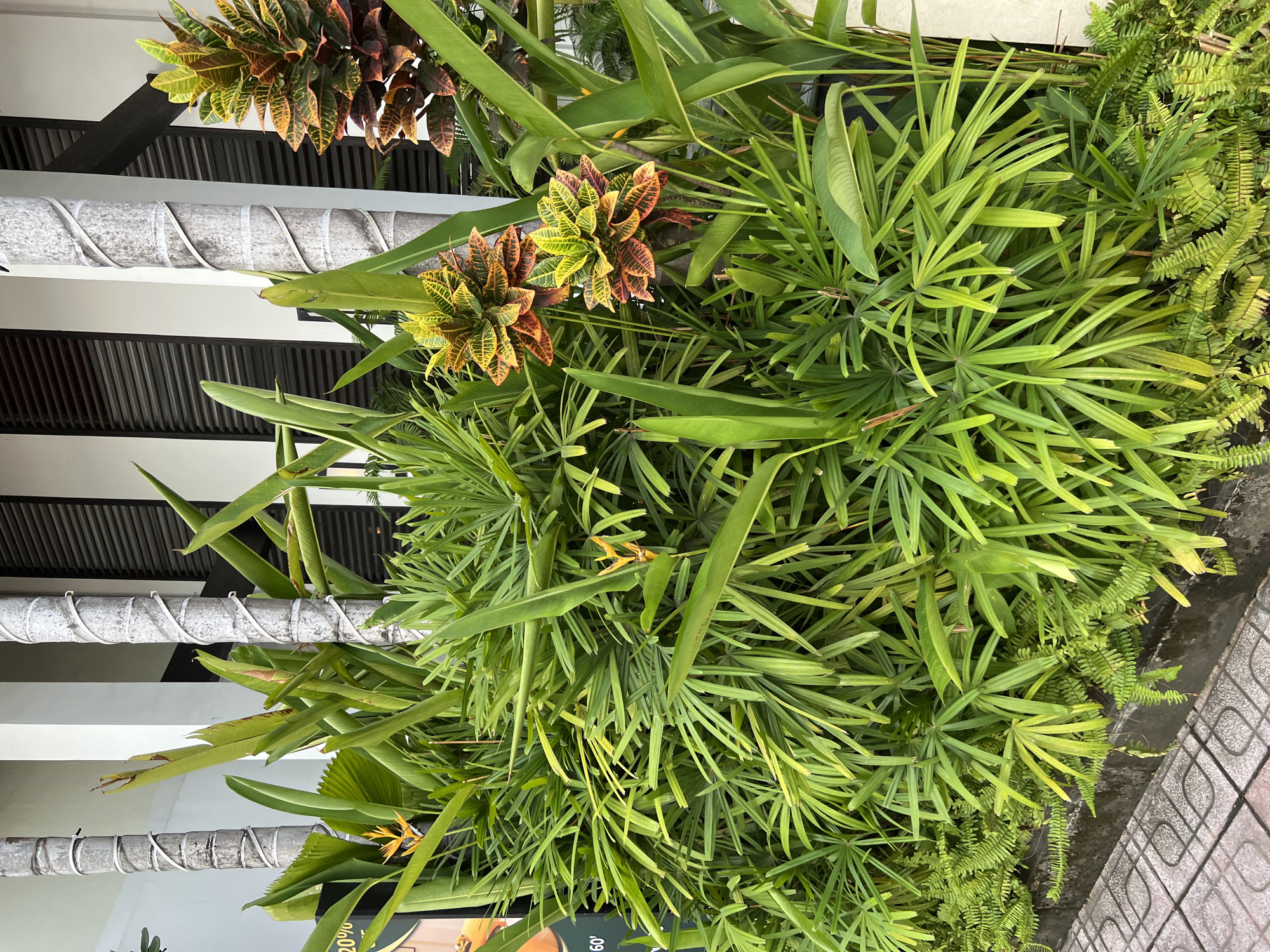 The image depicts a lush green garden bed in front of a building, likely on a sidewalk in Nha Trang, Vietnam. The garden features a variety of plants, including tall, leafy plants with long, slender leaves and smaller ferns that create a dense ground cover. Two Heliconia flowers, with their distinctive orange and yellow bracts, are visible amongst the greenery. In the background, the building has white pillars wrapped with white strapping and dark shutters. The sidewalk in the foreground is paved with light-colored square tiles. The overall scene suggests a well-maintained outdoor space in a tropical urban environment.