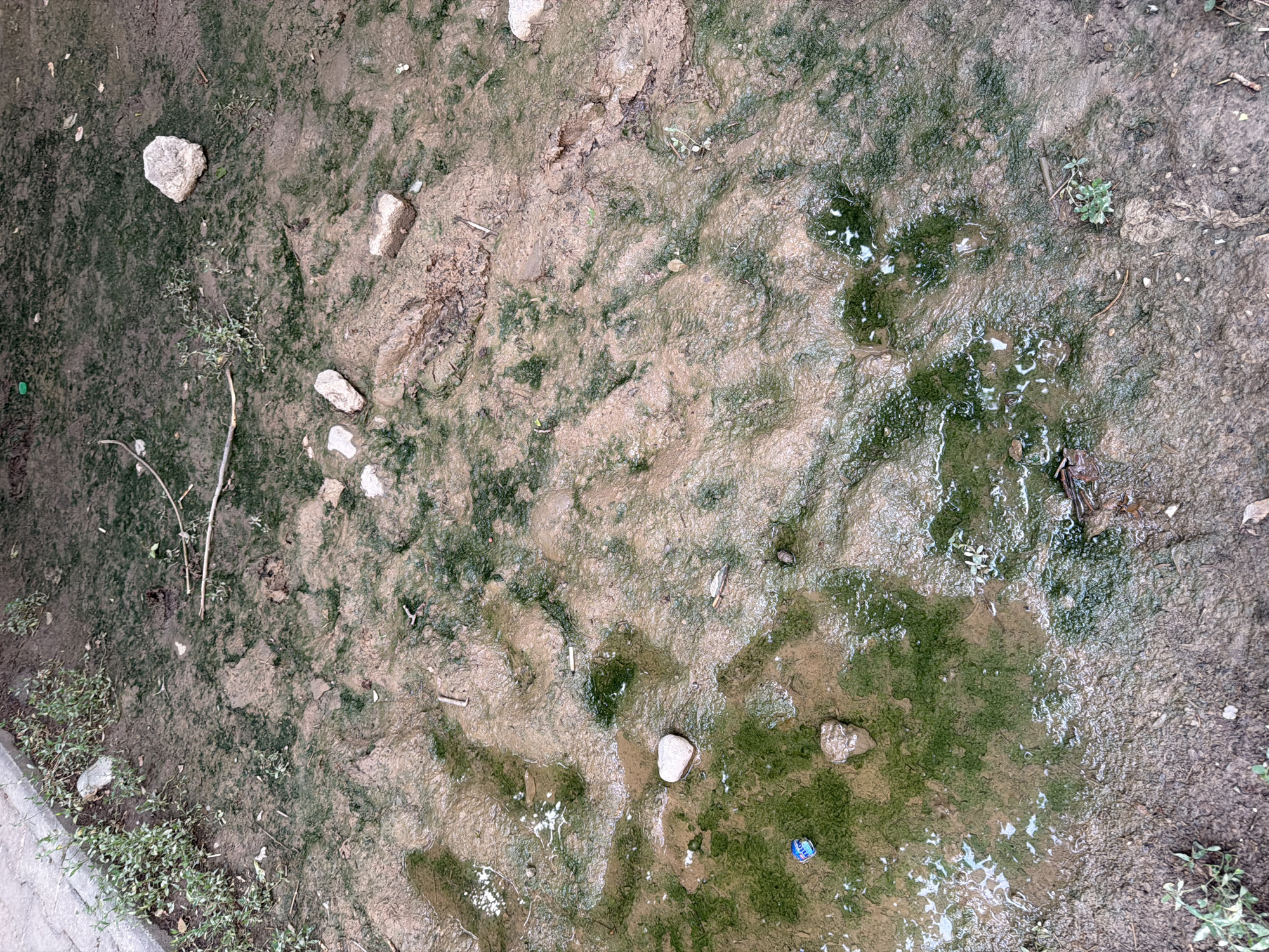 This media file captures an overhead view of muddy ground with patches of green algae and scattered rocks. A thin layer of water is present in some areas, reflecting the light. Small green plants are sparsely growing on the ground. A discarded blue and white soda can is visible in the lower right quadrant of the image. The scene appears to be outdoors, possibly a ditch or a shallow stream bed, with a concrete edge visible in the bottom left corner. The lighting suggests it is daytime. No people are visible, and the overall impression is one of a natural, albeit somewhat unkempt, outdoor environment.