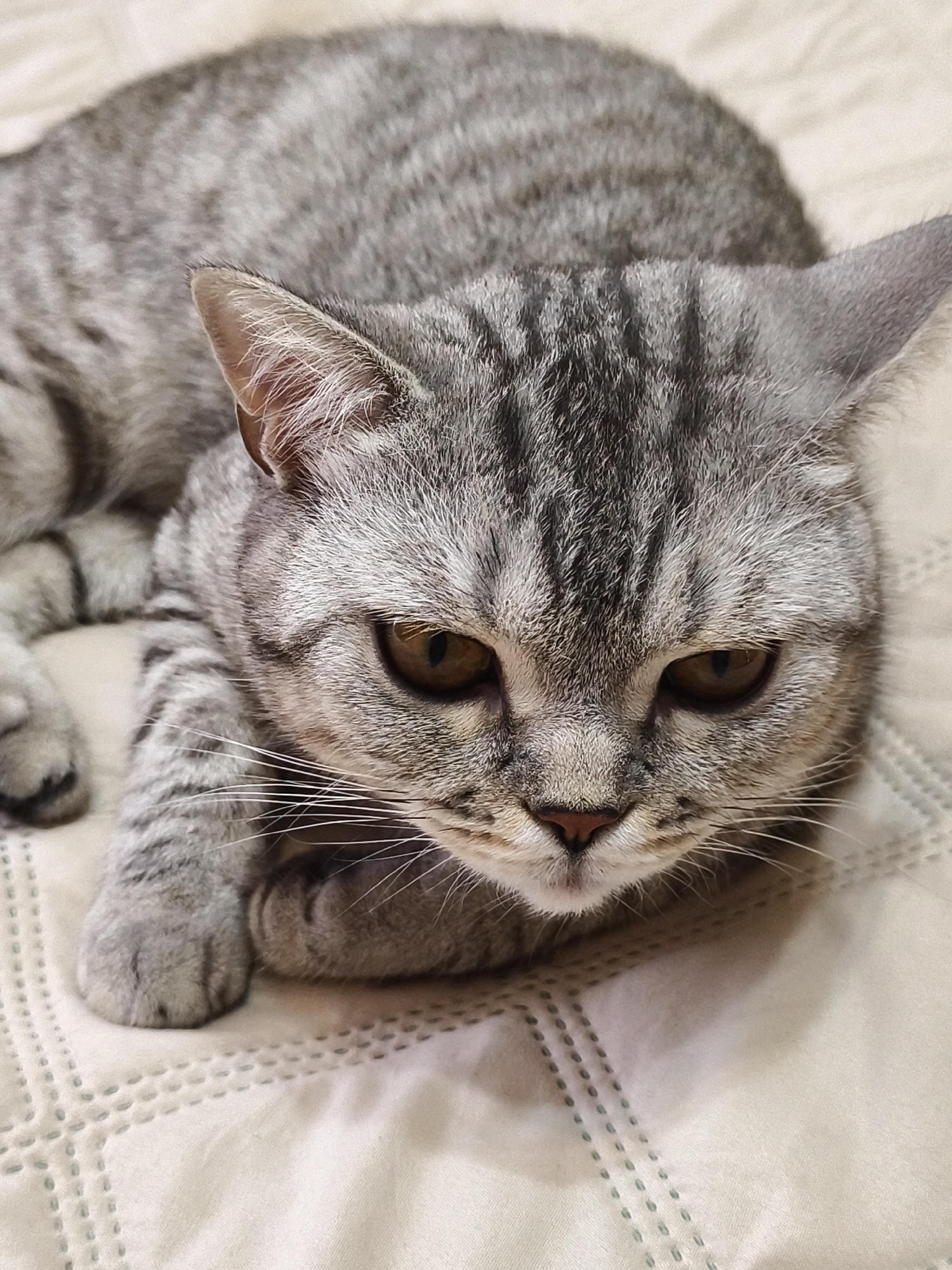 A close-up, eye-level shot captures a grey tabby cat resting on a beige, textured surface, likely a bed or sofa. The cat is mostly visible from the chest up, with its head turned slightly to the right, looking directly at the camera. Its fur is a mix of light and dark grey stripes, characteristic of a tabby pattern, with darker markings around its eyes, nose, and ears. The cat's eyes are a warm, amber color and appear focused, suggesting a calm or alert demeanor. Its whiskers are long and prominent, fanning out from its muzzle. One of its front paws is visible, resting in front of its chest, with its toes tucked slightly. The background is softly blurred, with the beige texture of the surface providing a neutral backdrop that emphasizes the cat. The lighting appears to be soft and even, suggesting an indoor setting, possibly during the daytime. No text is visible in the image.