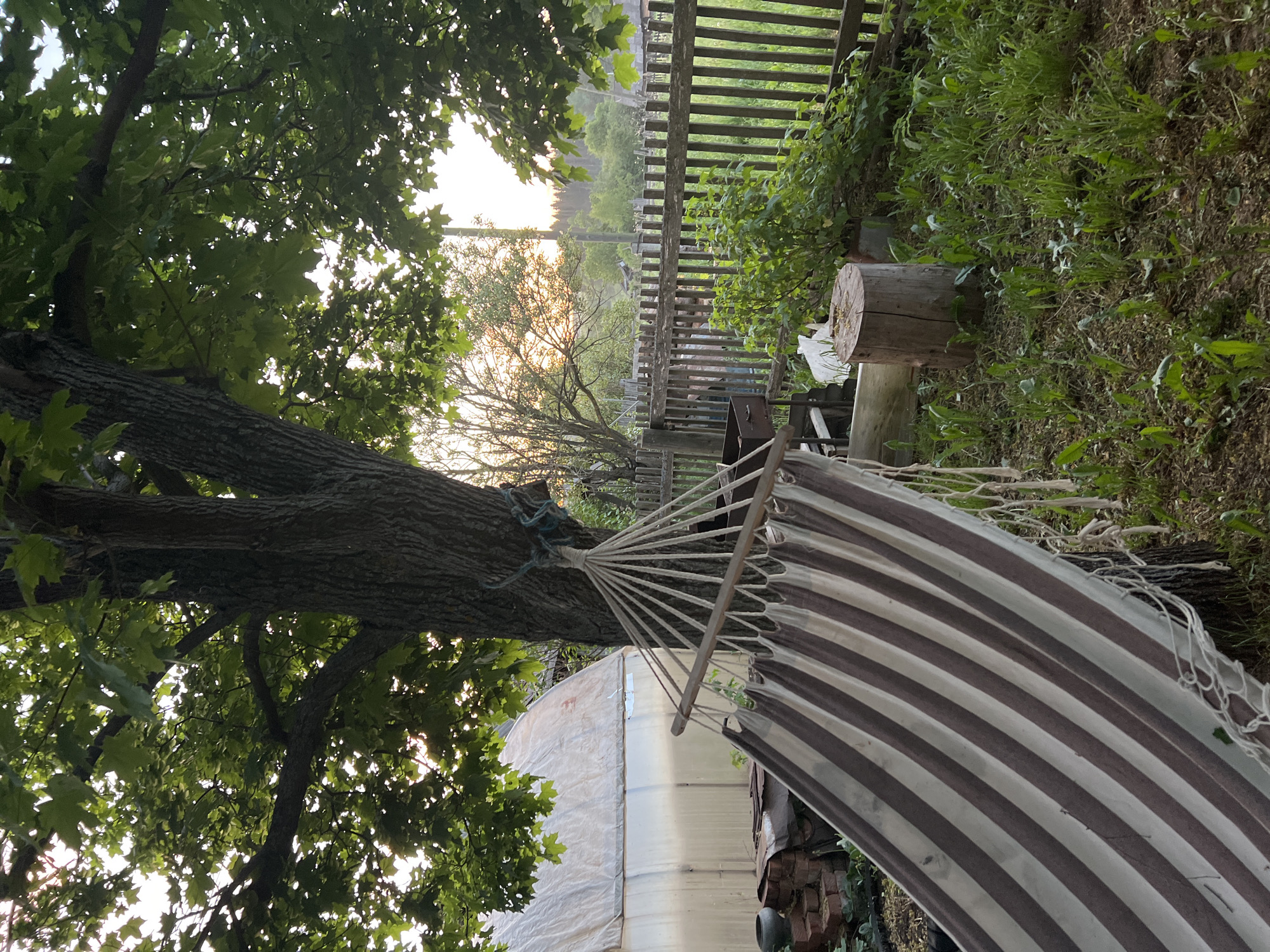 A hammock is suspended between a large tree and a wooden post in a backyard. The hammock is striped in brown and white. The tree is mature with dense green foliage. A fence runs along the background, partially obscured by vegetation. In the distance, a field is visible under a bright sky. A white structure sits below the hammock, likely a greenhouse. The location is Panteleevka, Russia.