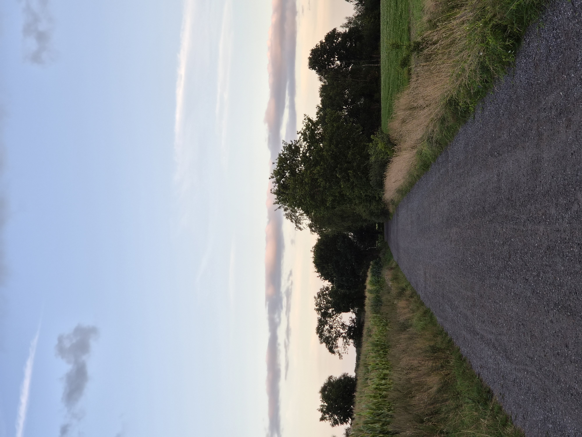 The image depicts a gravel road in Schiffdorf, Germany, leading towards a line of trees. The road is bordered by dry grass and a cornfield on the left, and a green field on the right. The sky is a pale blue with wispy clouds, some tinged with pink, suggesting either dawn or dusk. The overall scene is tranquil and rural.
