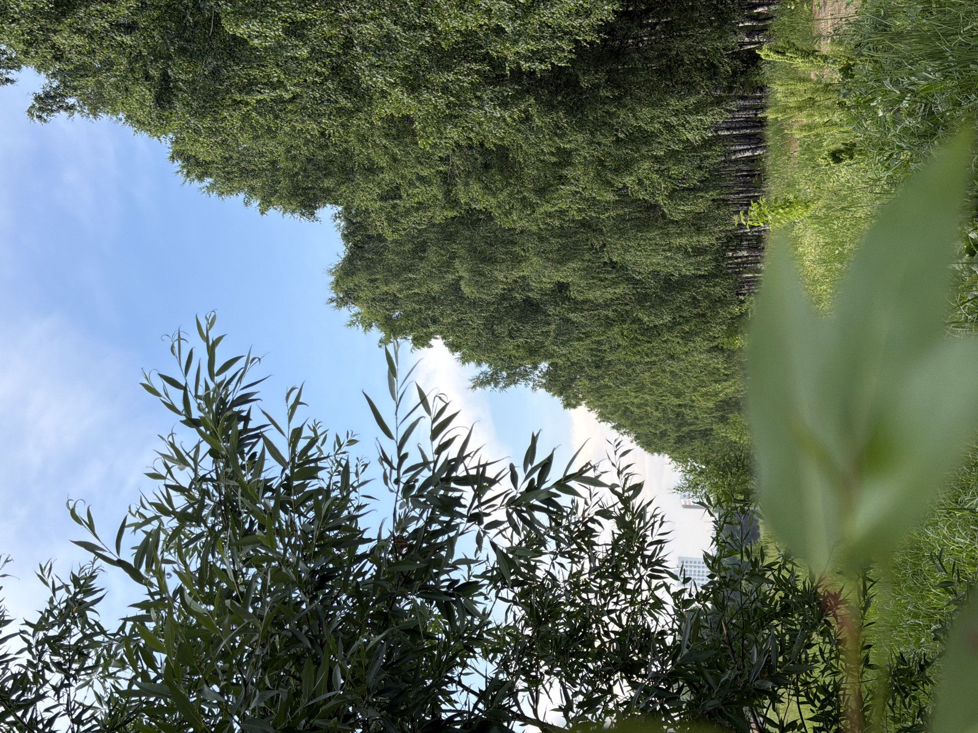 A low-angle, full-shot captures a dense line of tall, slender birch trees bordering a grassy field under a pale blue sky with wispy clouds. The trees, with their characteristic white bark, are packed closely together, creating a wall of lush green foliage that extends into the distance along a dirt path. In the foreground, a branch of a willow tree with long, drooping leaves partially obscures the view on the left side. The field is covered in tall, green grass with some wildflowers interspersed. In the far background, several modern buildings with light-colored facades are visible between the trees and the sky. The overall impression is one of a serene, natural setting within an urban environment.