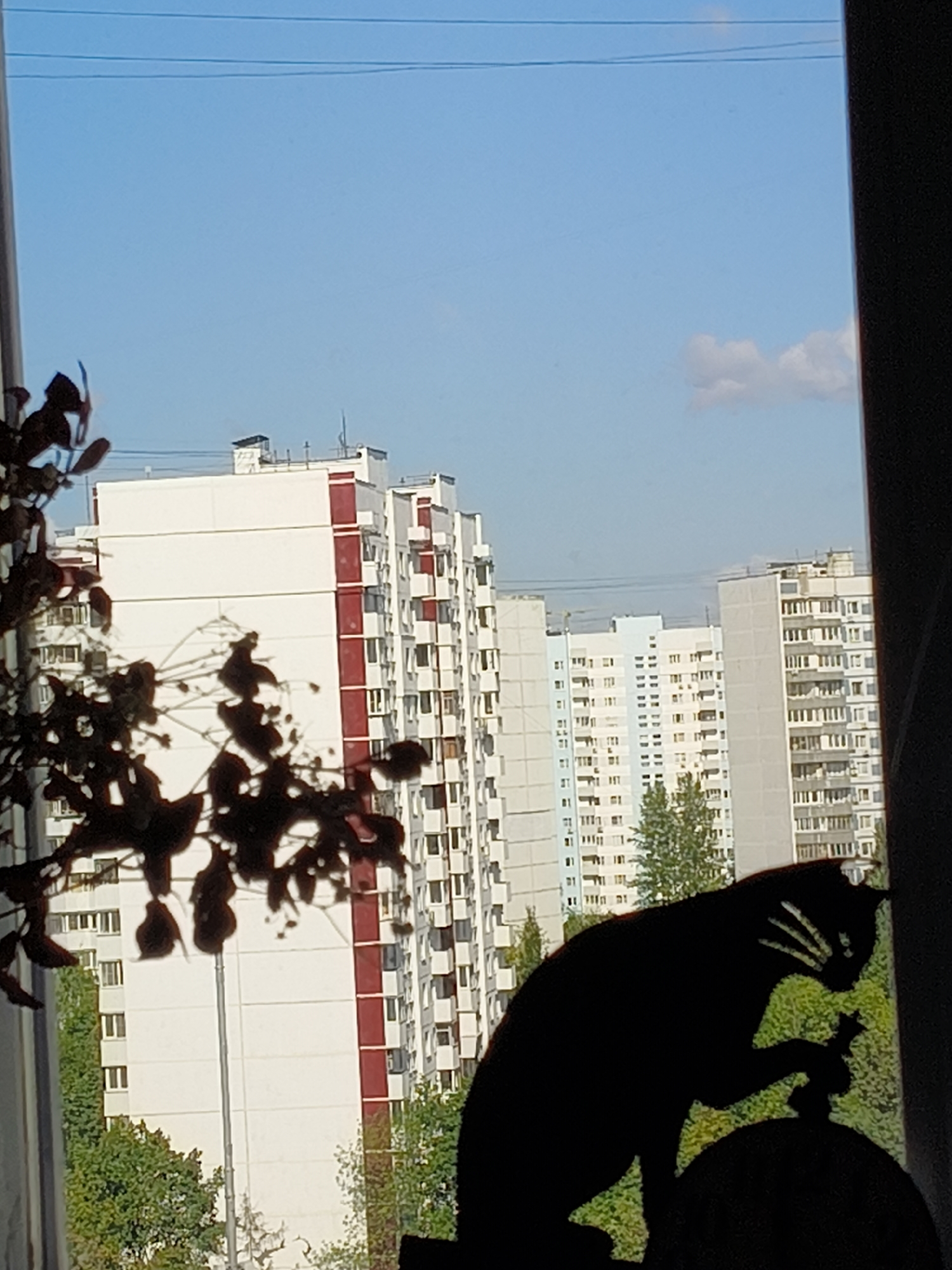 A black silhouette of a cat sits on top of a round object in the foreground, its attention focused to the right. Behind the cat, a cluster of tall, multi-story apartment buildings with white and red facades rise against a clear blue sky with a single white cloud. The buildings appear to be located in a dense urban environment. In the left foreground, the dark silhouette of tree branches with leaves partially obscures the view of the buildings. The image has the appearance of being taken from a window.