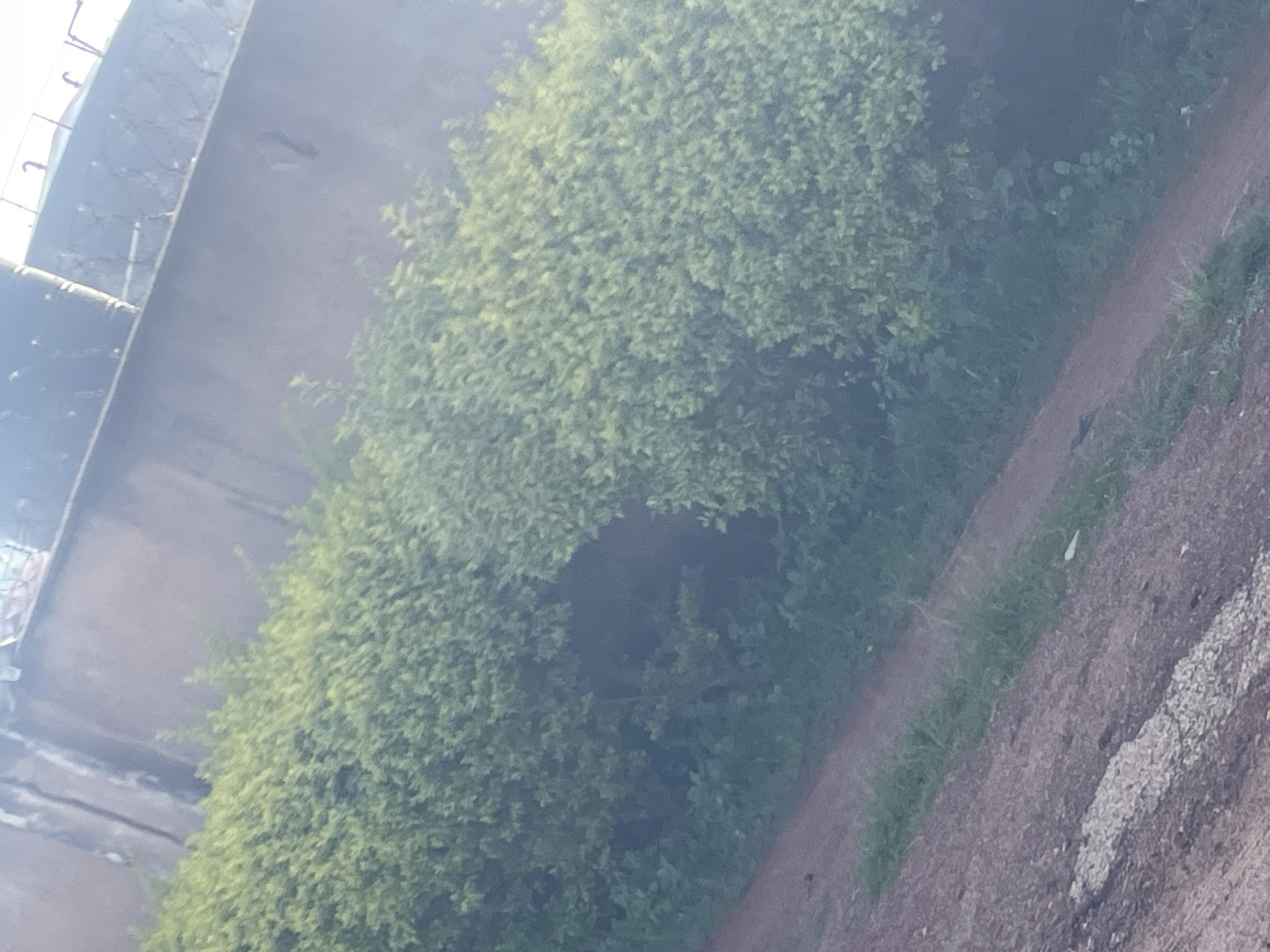 The image shows a street scene in Jos, Nigeria. A dense, green hedge lines the side of a dirt road. The hedge is lush and full, with small, light-green leaves. Behind the hedge, a rough, textured wall is visible. The wall appears to be made of concrete or stucco and has some dark staining or discoloration. Along the top of the wall, a fence with metal bars or posts can be seen. The road itself is a reddish-brown dirt path with some patches of dry grass and gravel. There are faint white markings on the road, possibly remnants of a painted line. The overall scene is natural and appears to be an outdoor environment in a developing urban area.