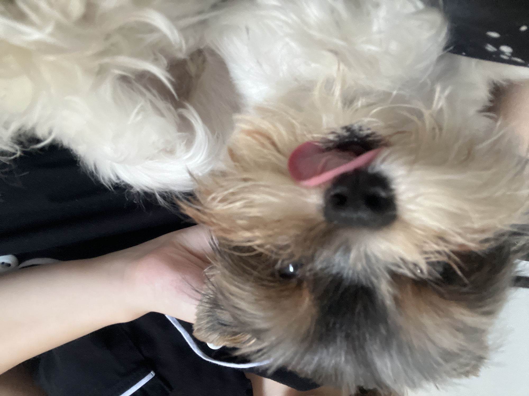An overhead, close-up shot captures a small, shaggy-haired dog lying on its back, with its head inverted relative to the viewer's perspective. The dog's fur is primarily white and cream-colored on its body, transitioning to darker brown, black, and grey markings on its face. Its pink tongue is slightly extended from its mouth, and one dark, expressive eye is visible, looking towards the camera. Its nose is black.
A person's light-skinned hand is visible, gently supporting or petting the dog's head and neck area. The person is wearing dark clothing, likely black, with a white stripe visible on the fabric near their arm. A thin white cord, possibly from headphones or a charger, runs across the scene near the dog's face and the person's hand.
The dog appears relaxed and content, possibly engaging in a playful moment or enjoying being petted. The scene suggests an intimate, comfortable setting, likely indoors or a private space. No specific time of day or outdoor weather conditions are discernible, nor are there any visible location cues to confirm the provided context of Sochi, Russia. No text is visible in the image.