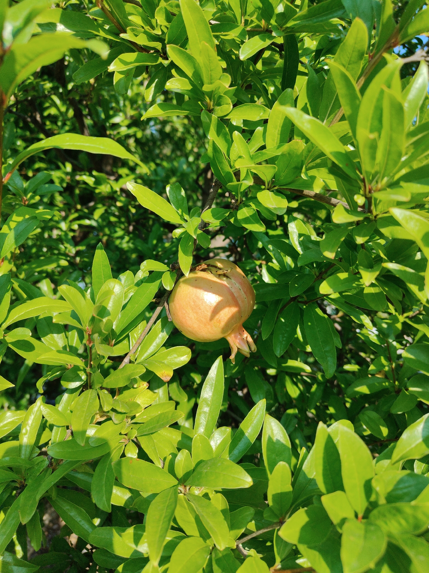 A single, small, unripe pomegranate fruit, pale orange-yellow in color, hangs from a branch of a leafy green tree. The fruit is positioned in the center-right of the frame. The leaves are dense and vibrant green, casting shadows that create a dappled effect. The background is a blur of more green foliage. The image appears to be taken outdoors, possibly in a garden or park in Litochoro, Greece, given the bright sunlight and natural setting. No people are visible.