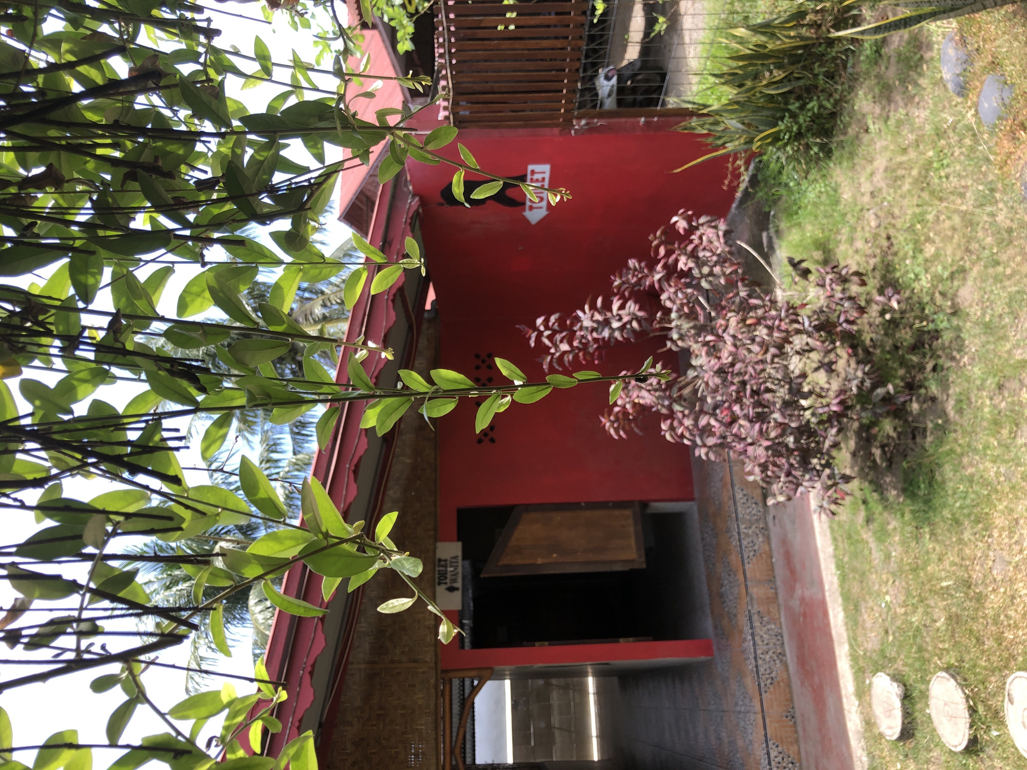 The image depicts an outdoor scene in Tambonbaroh, Indonesia. In the foreground, a lush green vine with leaves hangs down, partially obscuring the view. Beyond the vine, a vibrant red building is visible, serving as a restroom facility. Two signs are attached to the red wall: one reads "TOILET WANITA" with a female symbol, indicating a women's restroom, and another sign with a silhouette of a person and the word "TOILET" with an arrow pointing to the right, suggesting a men's restroom. The entrance to one of the restrooms is open, revealing a wooden door and the interior. To the left of the red building, there appears to be another entrance with an open door leading to a different area. A small, bushy plant with reddish-purple leaves stands in front of the red building. The ground is covered with patchy grass and a few round stepping stones. In the background, a wooden fence separates the property from a path where a white scooter is parked. Palm trees are visible in the distance, suggesting a tropical environment. The overall scene conveys a simple, functional, and outdoor restroom area in a tropical location.