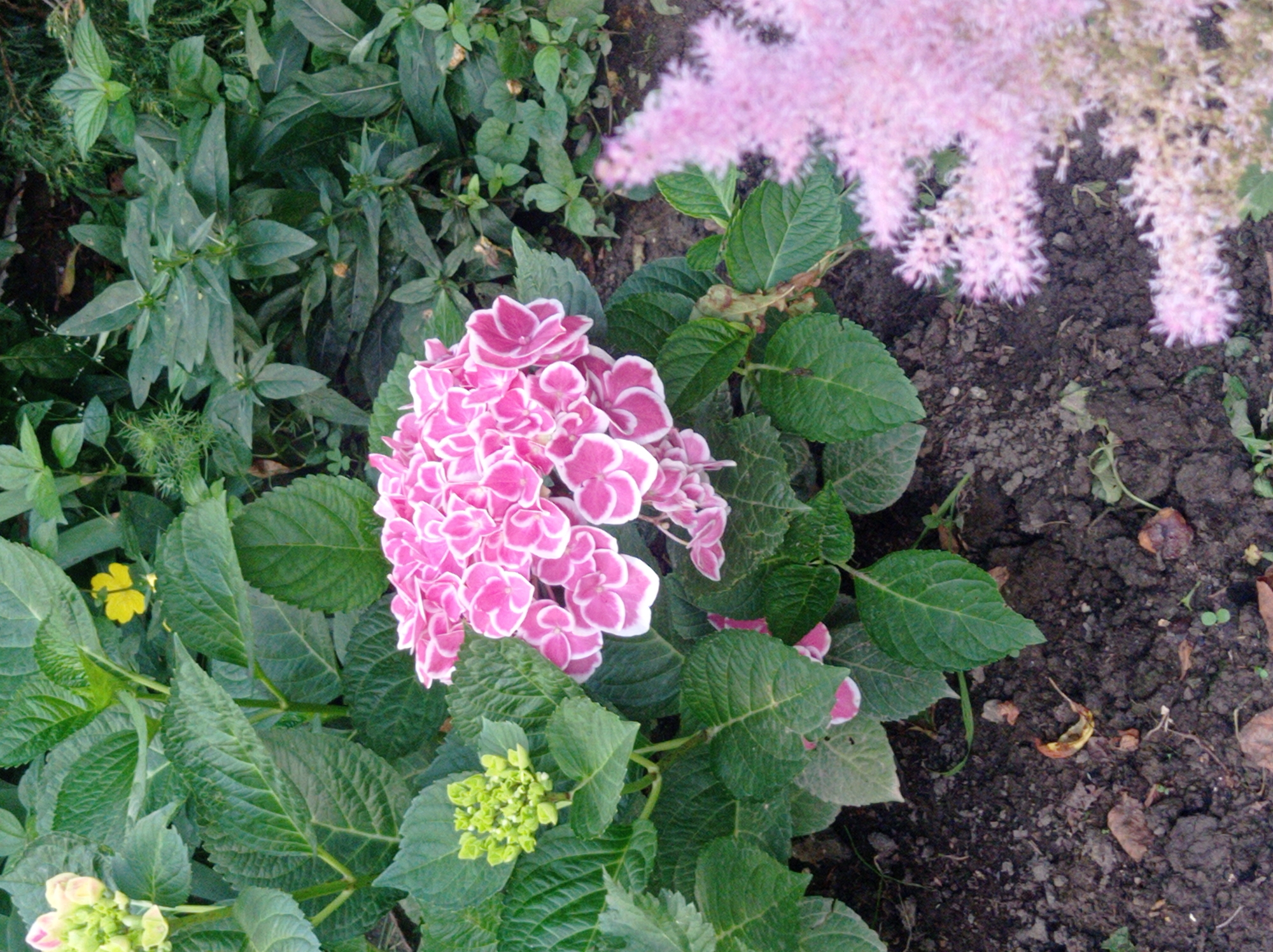 This is a medium-angle, eye-level, outdoor photograph featuring a cluster of pink and white hydrangeas in the foreground, with lush green foliage surrounding them. To the right of the hydrangeas, a soft-focus, lighter pink flowering plant is visible. The ground beneath the plants is dark soil with scattered leaves and debris. In the upper left quadrant, a small yellow flower is interspersed with the green leaves. The scene appears to be a garden or park area within the city of Belorechensk, Russia, given the overall impression of cultivated greenery and the presence of common garden plants. There are no people or animals present in the image. The lighting suggests it is daytime, with natural light illuminating the scene.